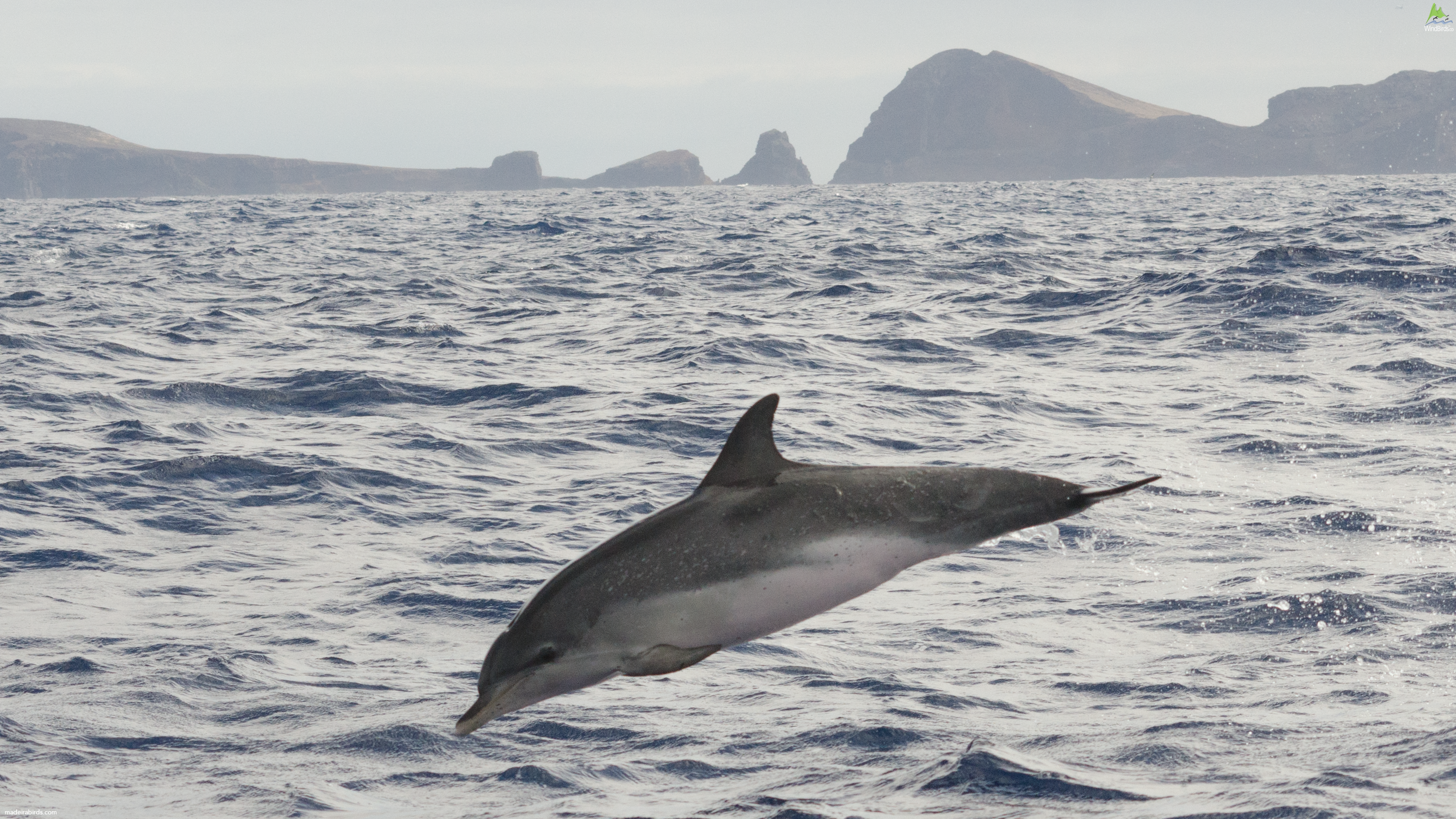 Atlantic Spotted dolphins Stenella frontalis