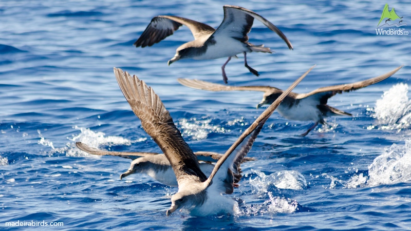 cory shearwater calonectris borealis