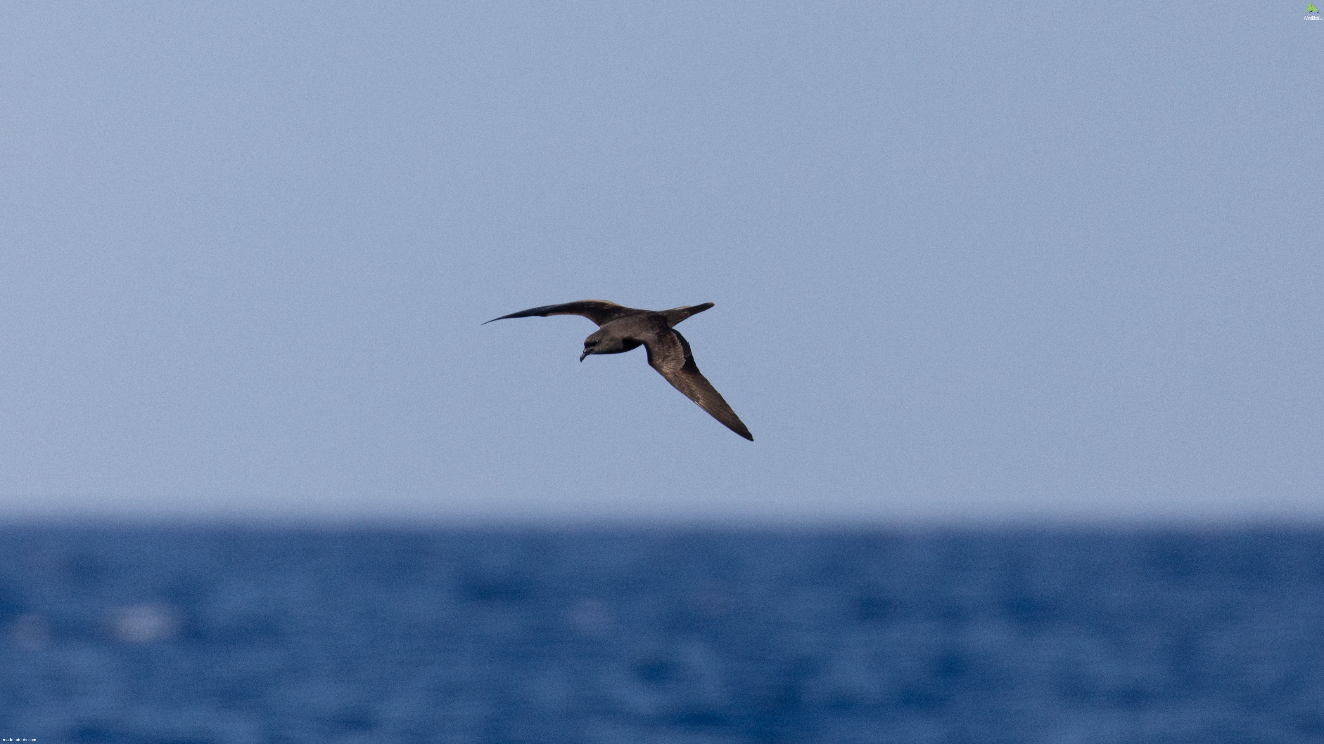 Bulwer's Petrel Bulweria bulwerii