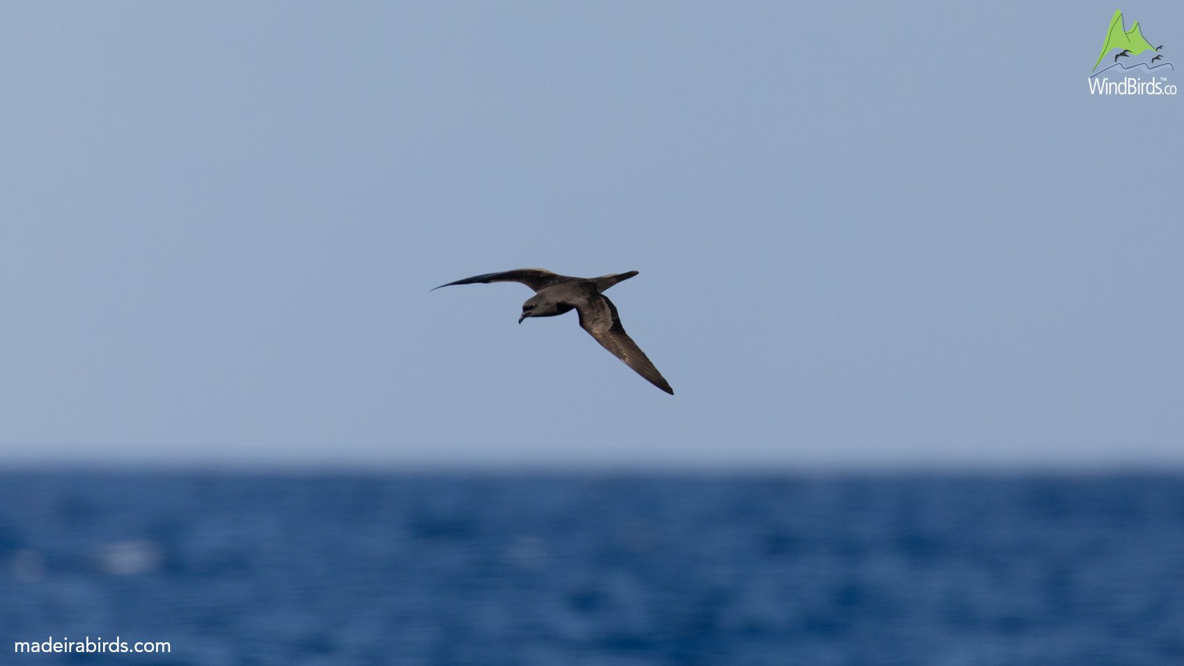 Great Views Of Pterodromas On The Pelagic Expedition Early July 2018 great-views-of-pterodromas-on-the-pelagic-expedition-early-july-2018