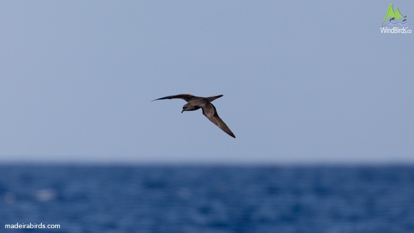 Bulwer's Petrel Bulweria bulwerii