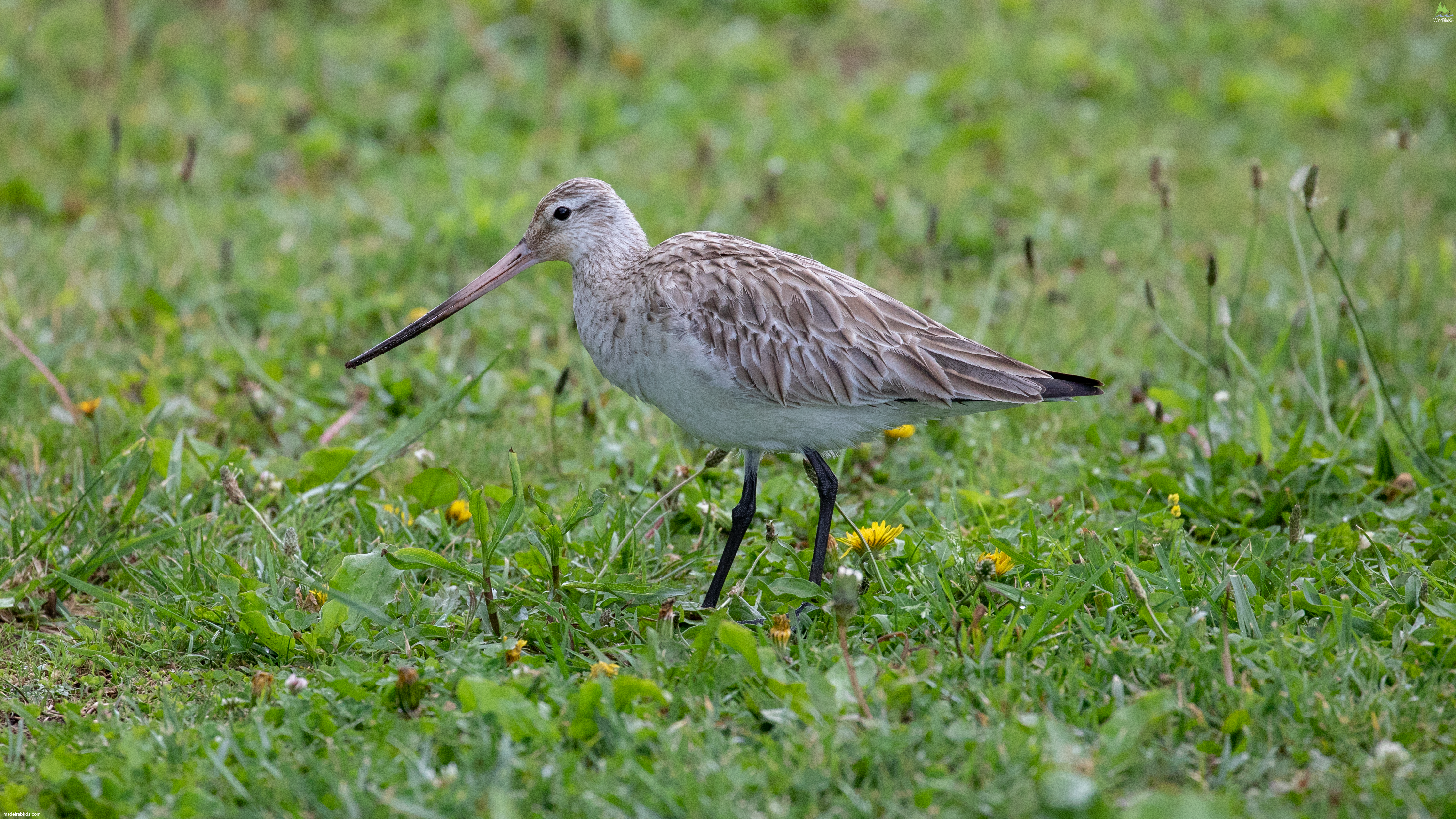 Bar-tailed Godwit (Limosa Lapponica) In Madeira, Portugal