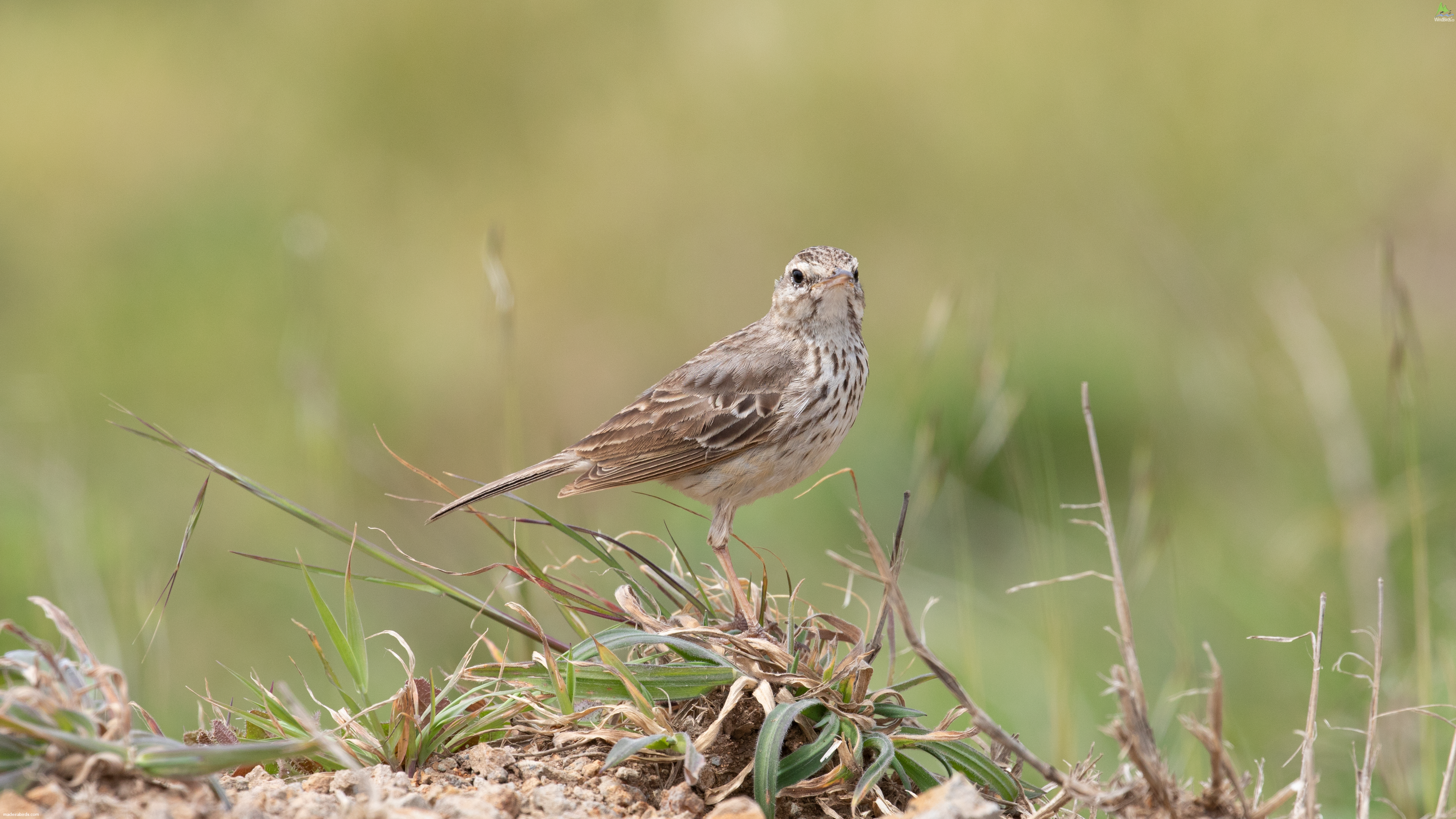 Berthelot’s Pipit Anthus berthelotii