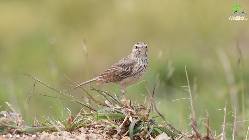 Berthelot’s Pipit Anthus berthelotii