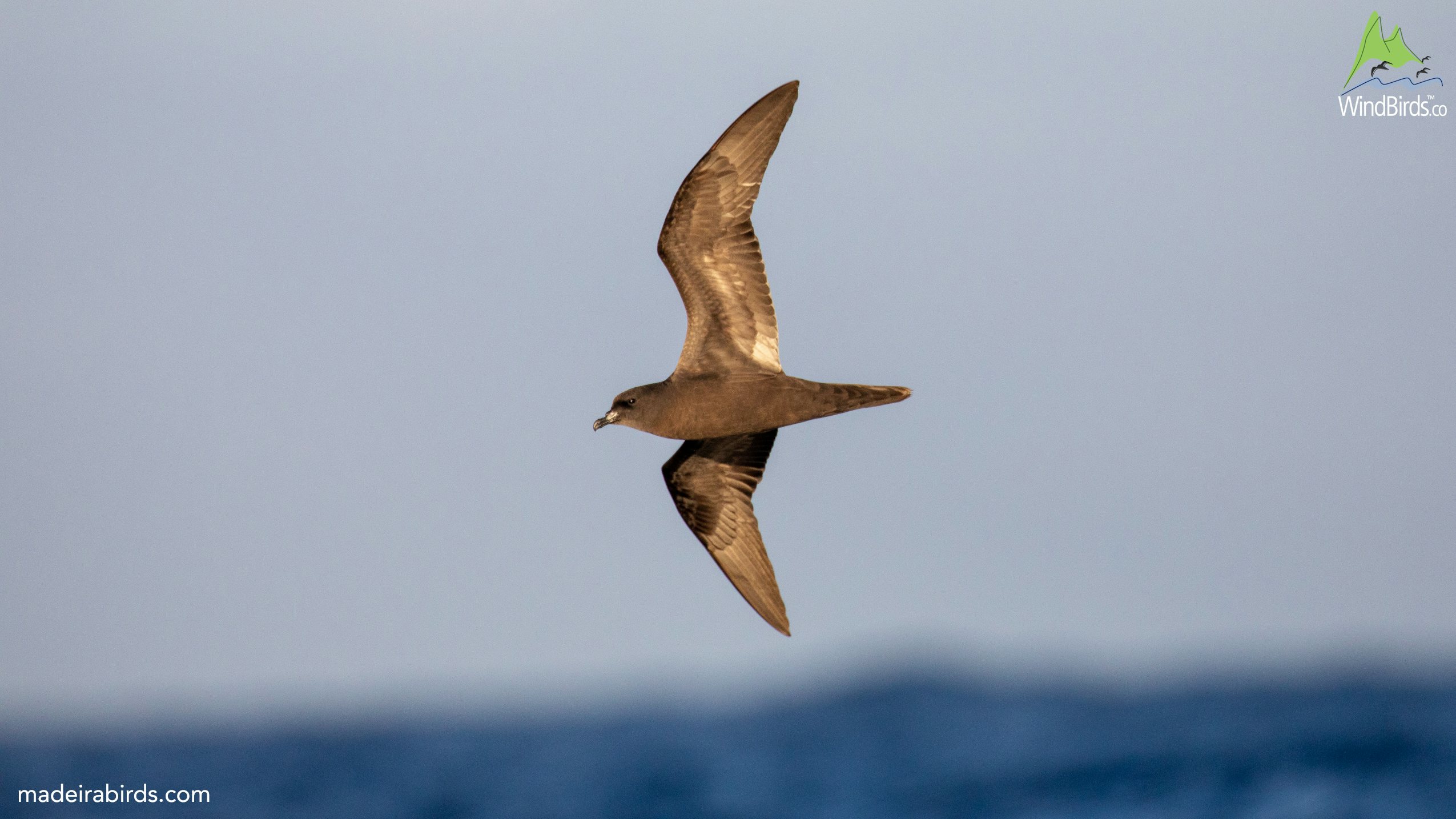 Madeira Deep Sea Pelagic 1st To 3rd Of August 2018 Madeira madeira-deep-sea-pelagic-1st-to-3rd-of-august-2018-madeira