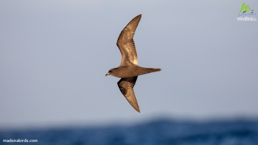 Bulwer's Petrel Bulweria bulwerii