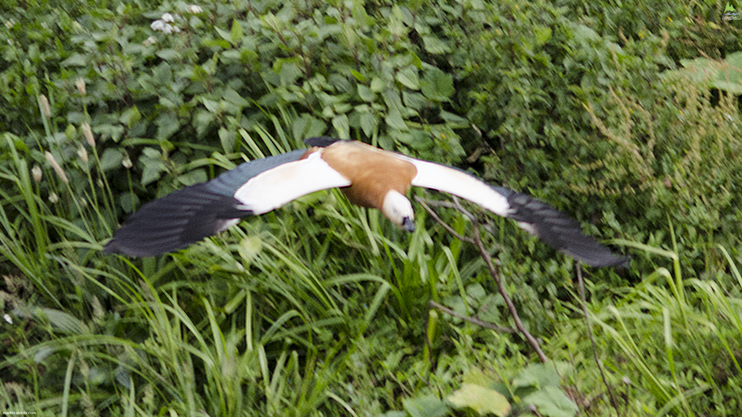 Ruddy Shelduck Tadorna ferruginea