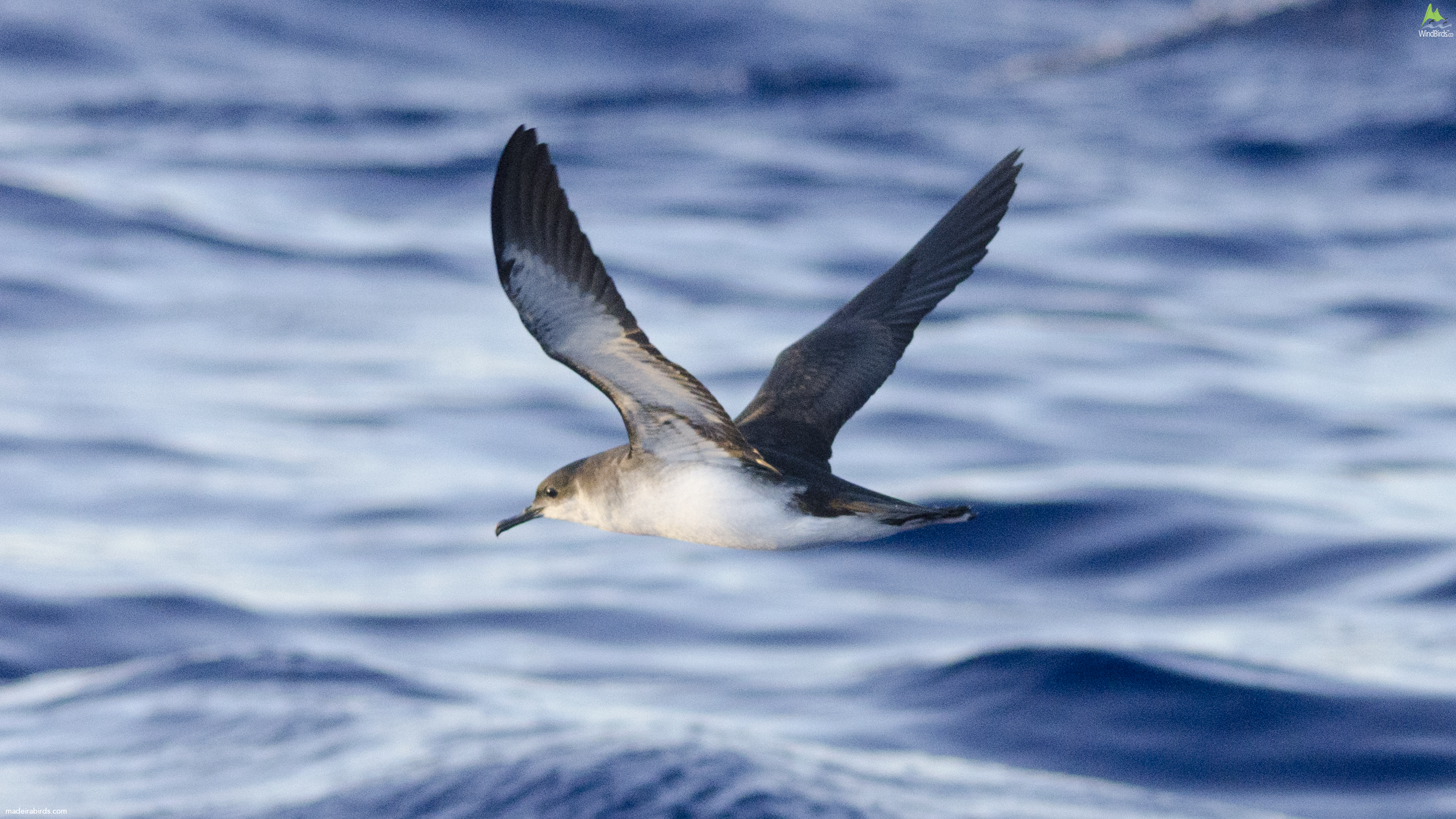 Manx shearwater Puffinus puffinus puffinus