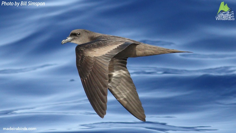 Bulwer's Petrel Bulweria bulwerii
