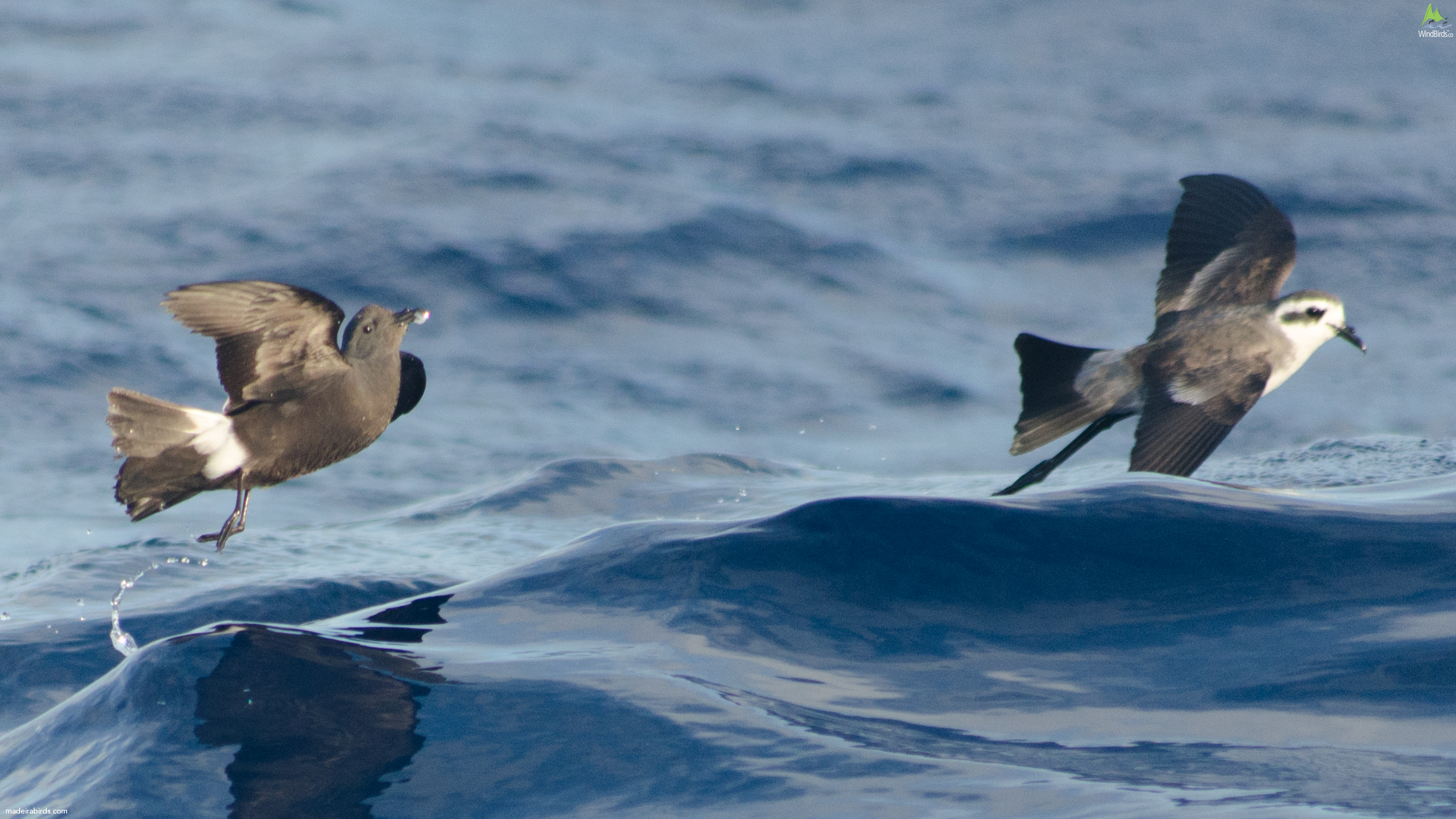 Madeiran Storm Petrel Oceanodroma castro