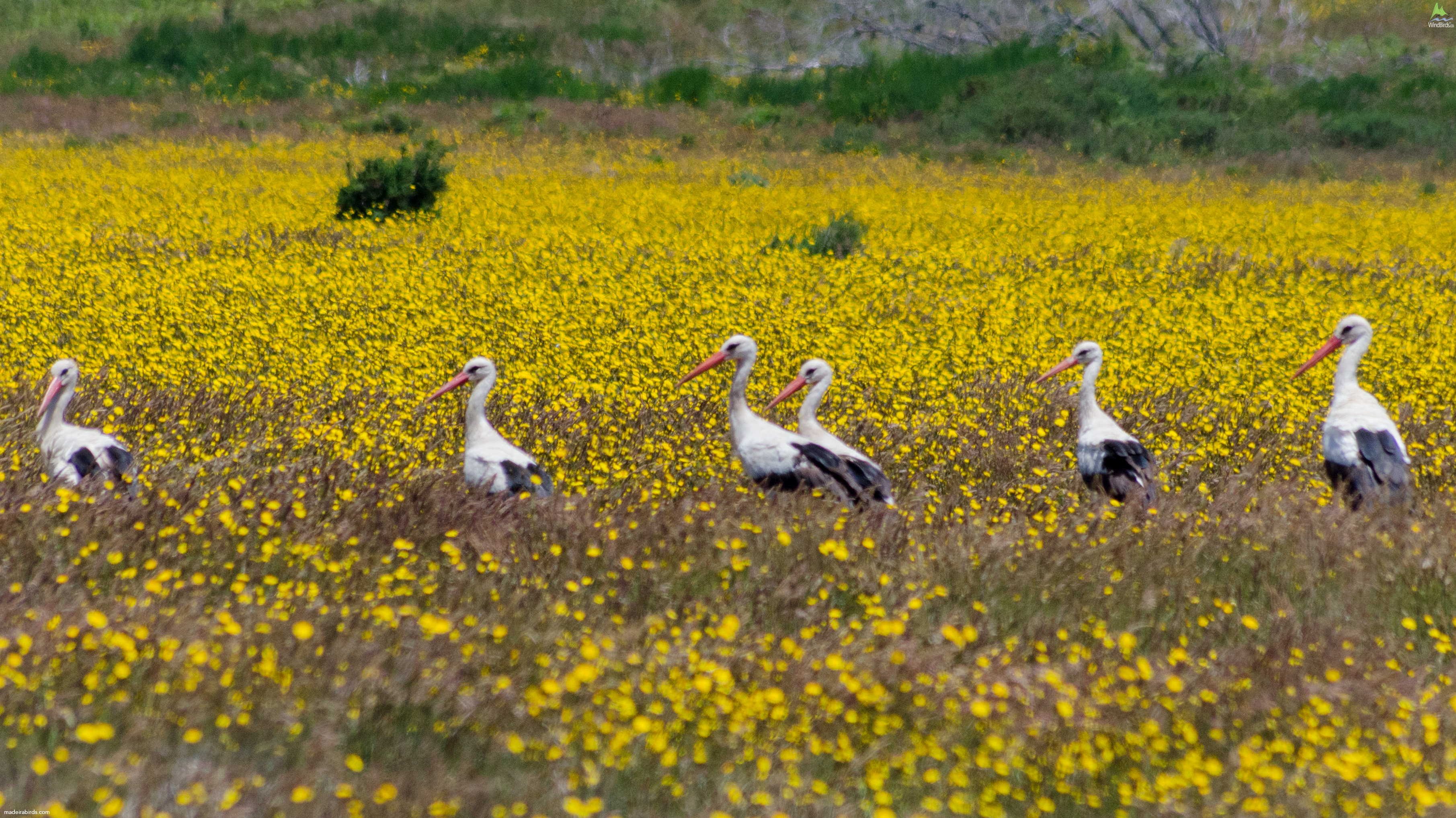 White Stork Ciconia ciconia