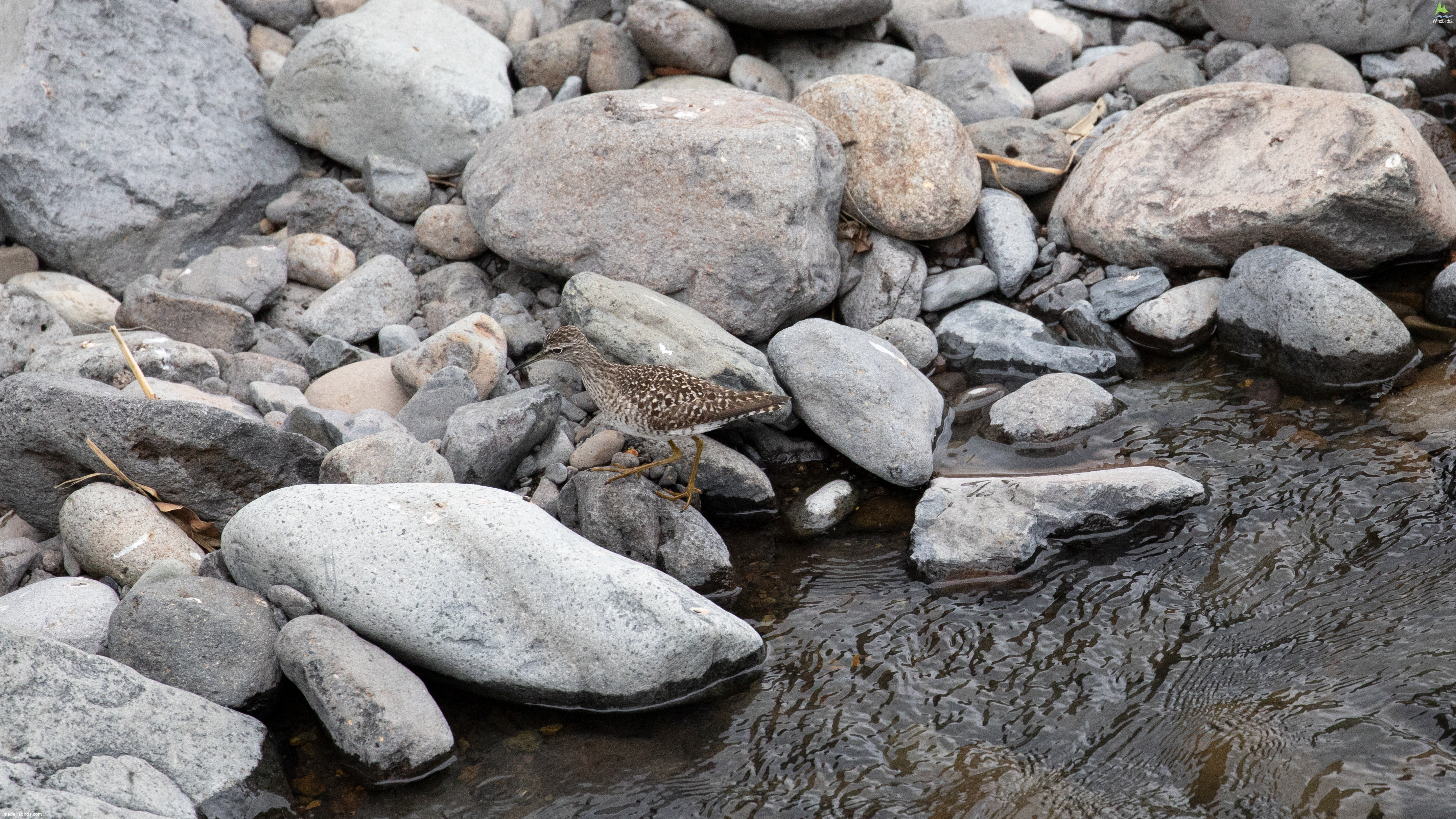 Wood Sandpiper Tringa glareola