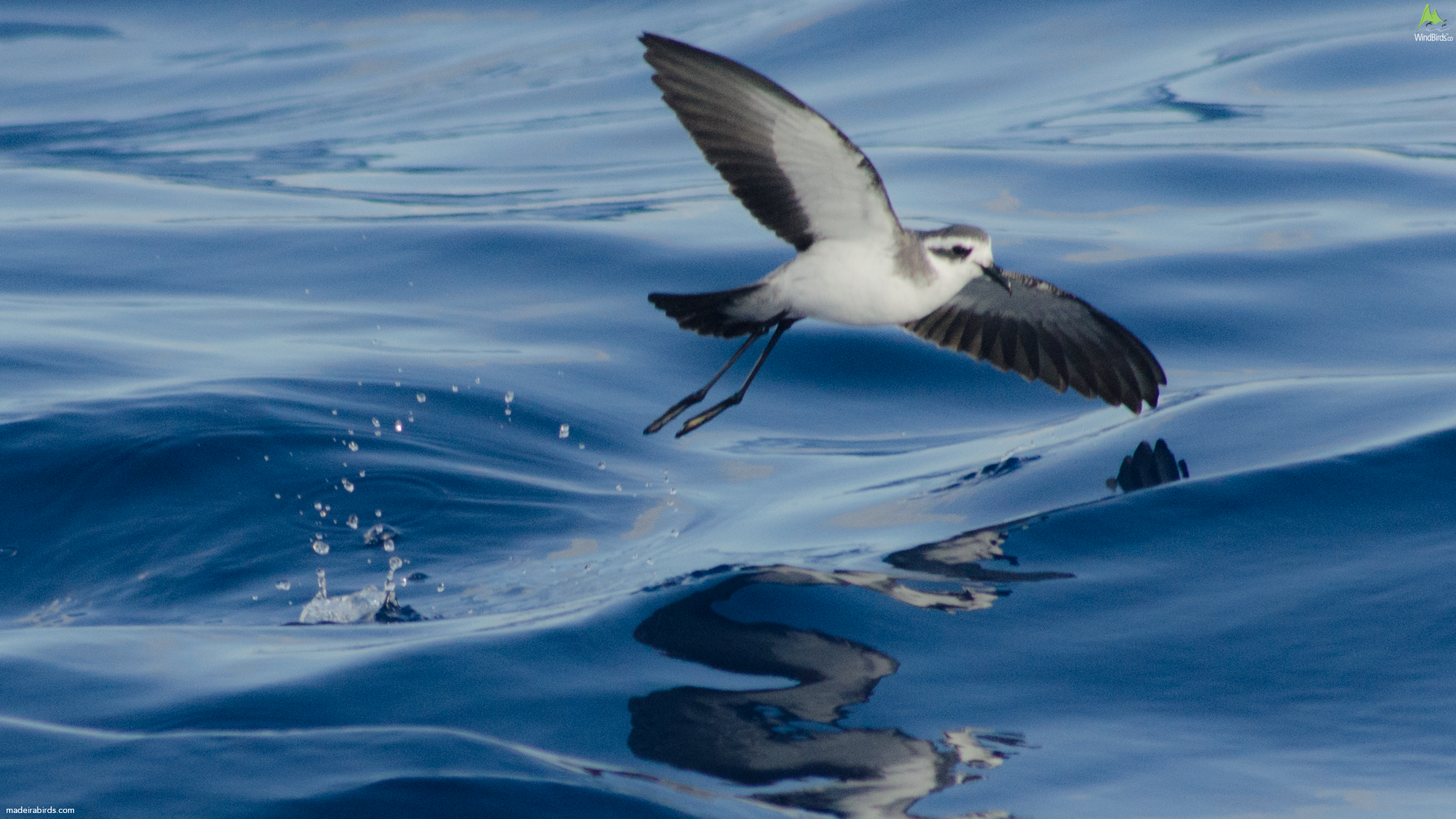 White-faced Storm Petrel Pelagodroma marina hypoleuca