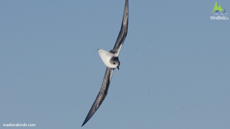 Zino's Petrel Pterodroma madeira