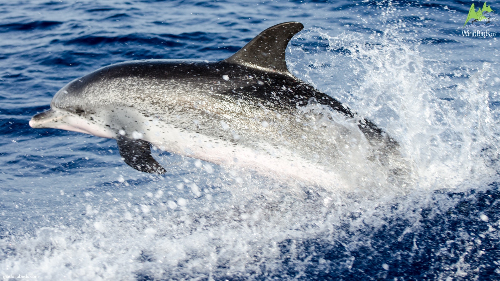 Spotted Dolphin Stenella frontalis