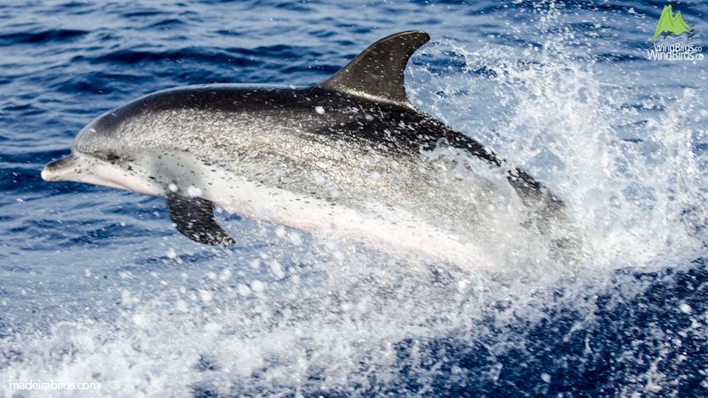 Spotted Dolphin Stenella frontalis