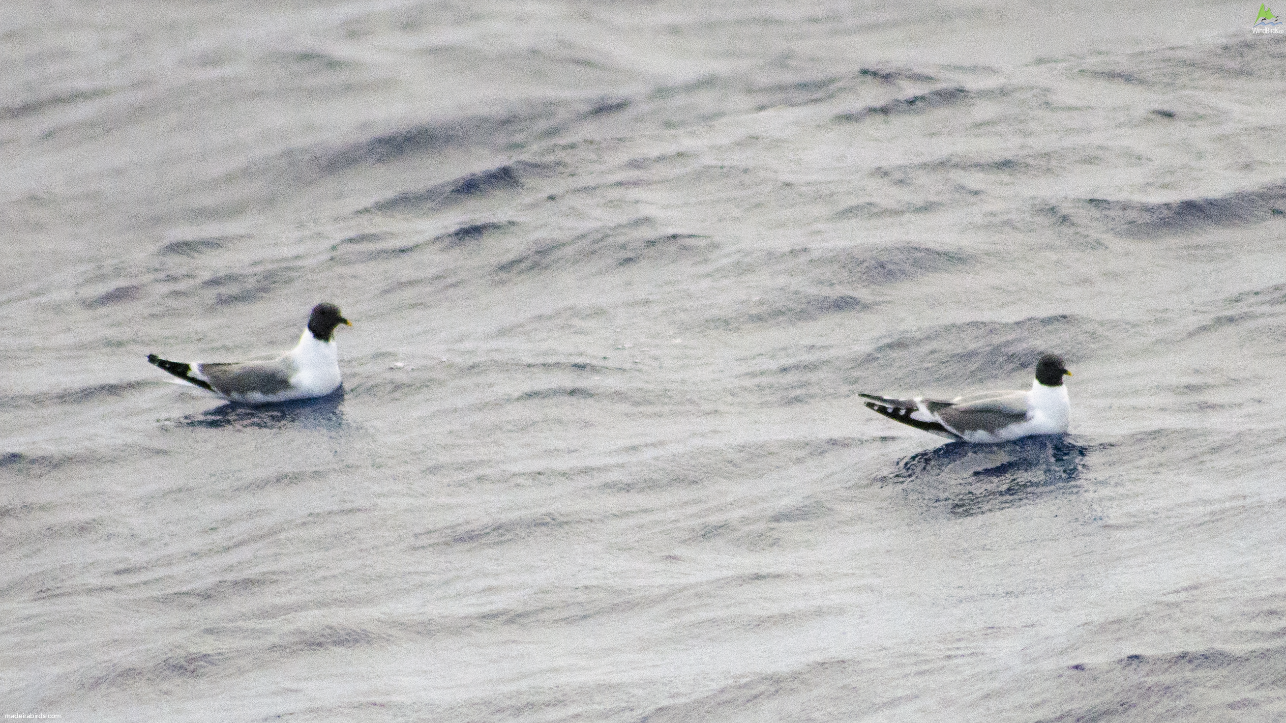 Sabine's Gull Xema sabini
