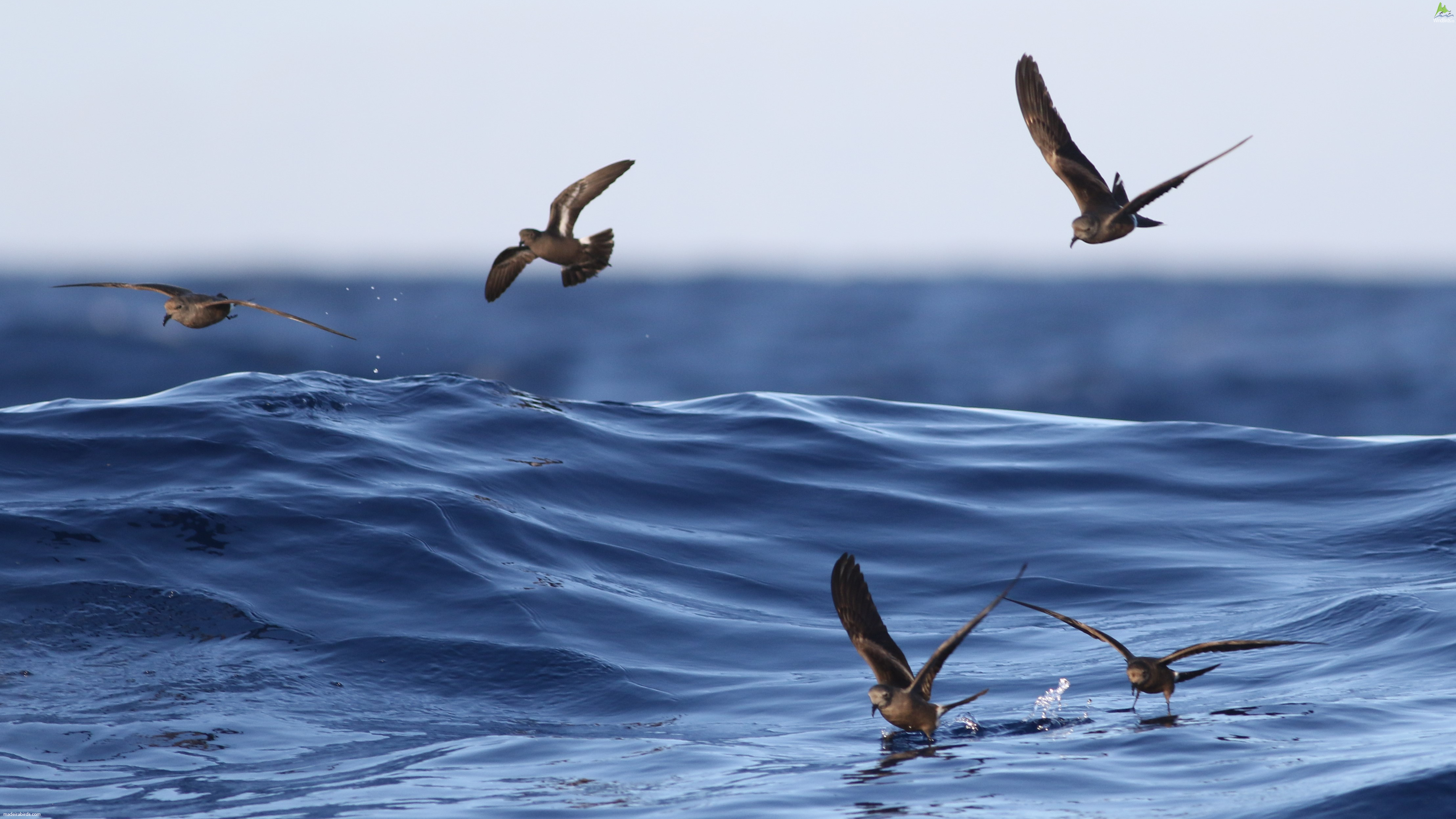 Leach Storm-petrels Oceanodroma leucorhoa and European Storm Petrel Hydrobates pelagicus