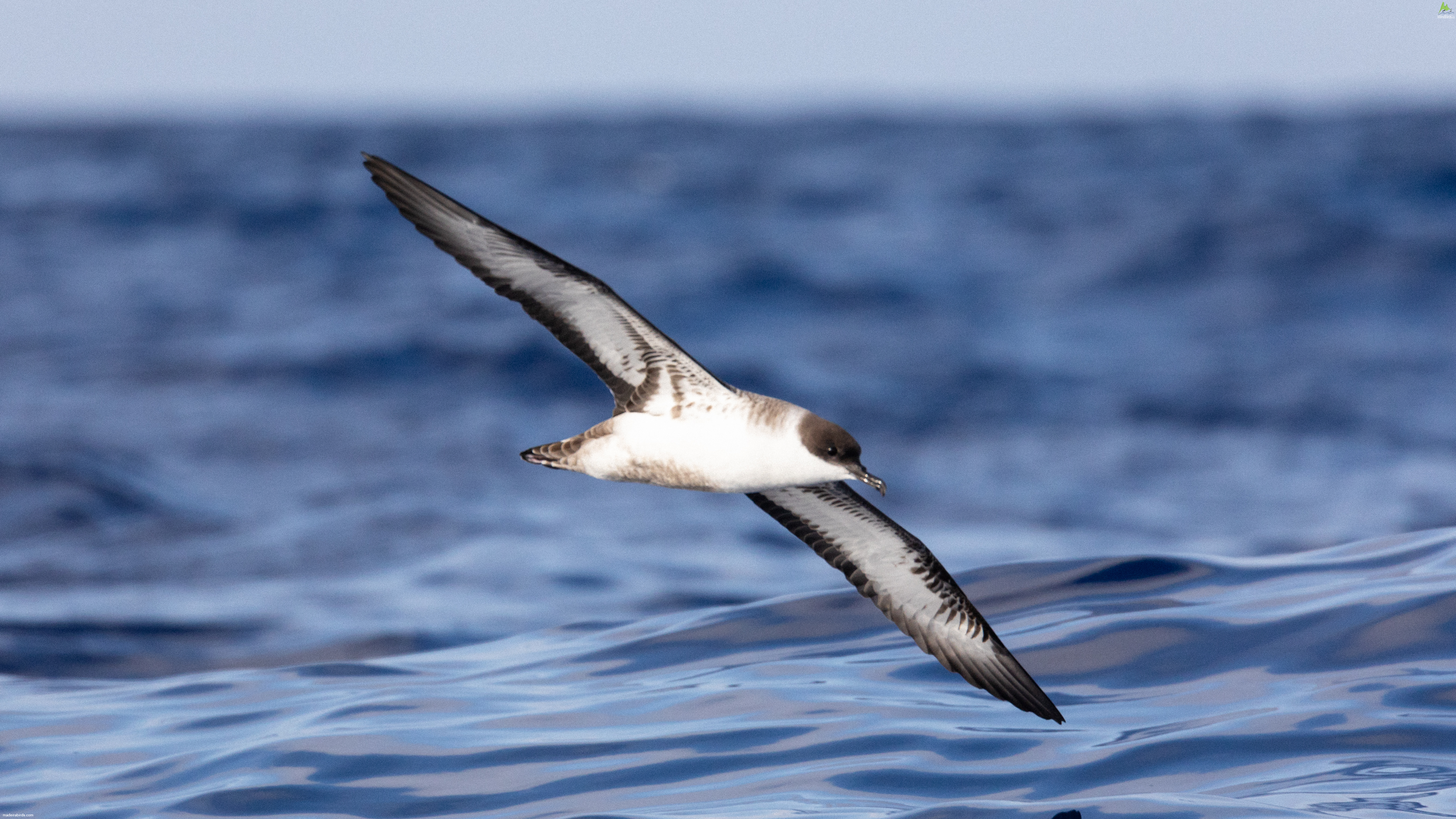 Great shearwater Puffinus gravis