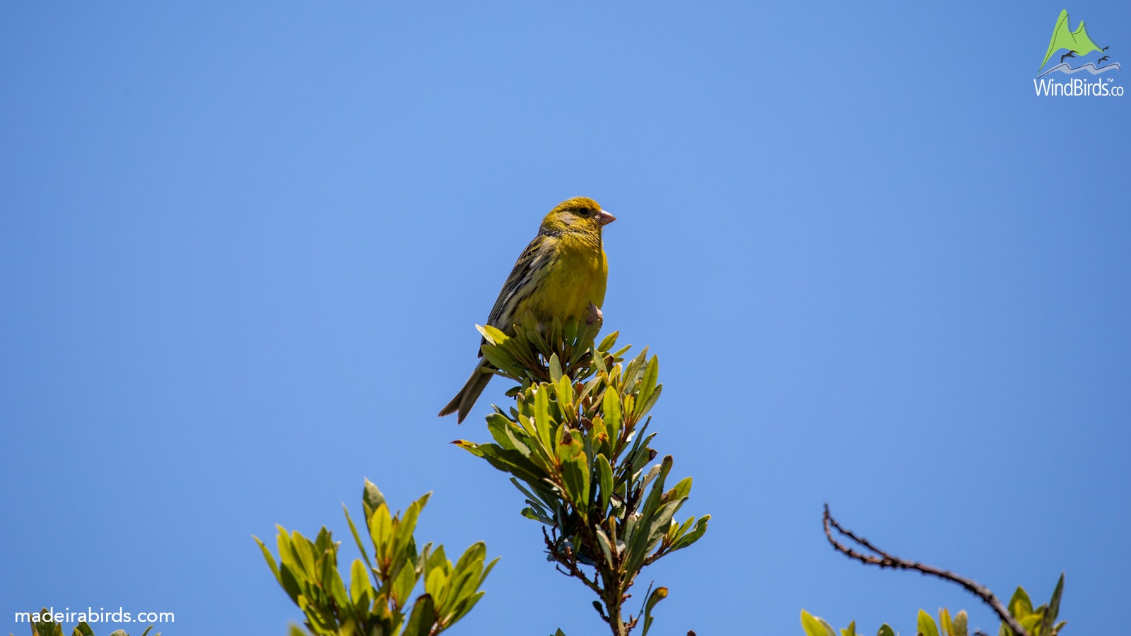 Atlantic Canary Serinus canaria