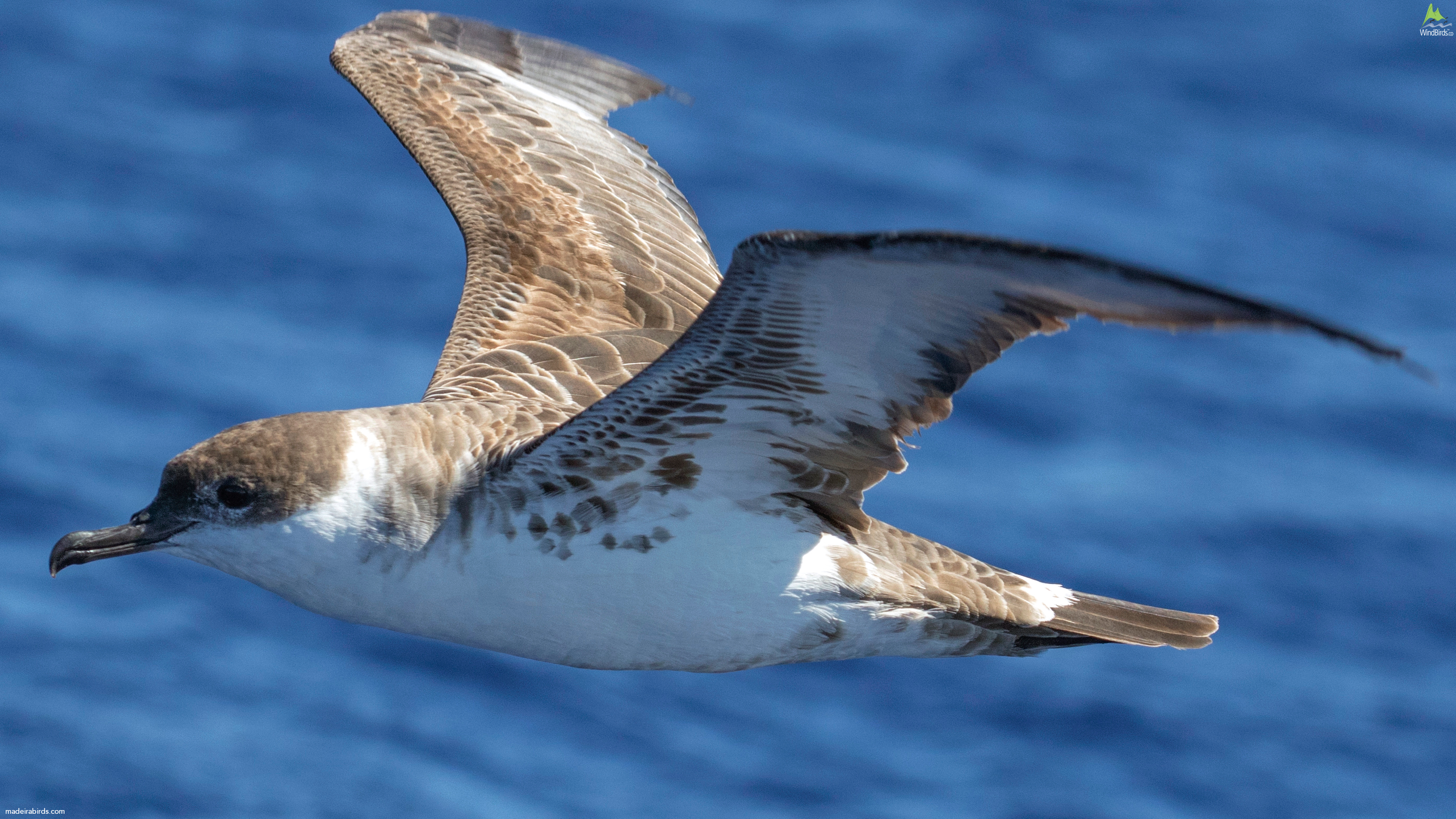 Great Shearwater Puffinus gravis