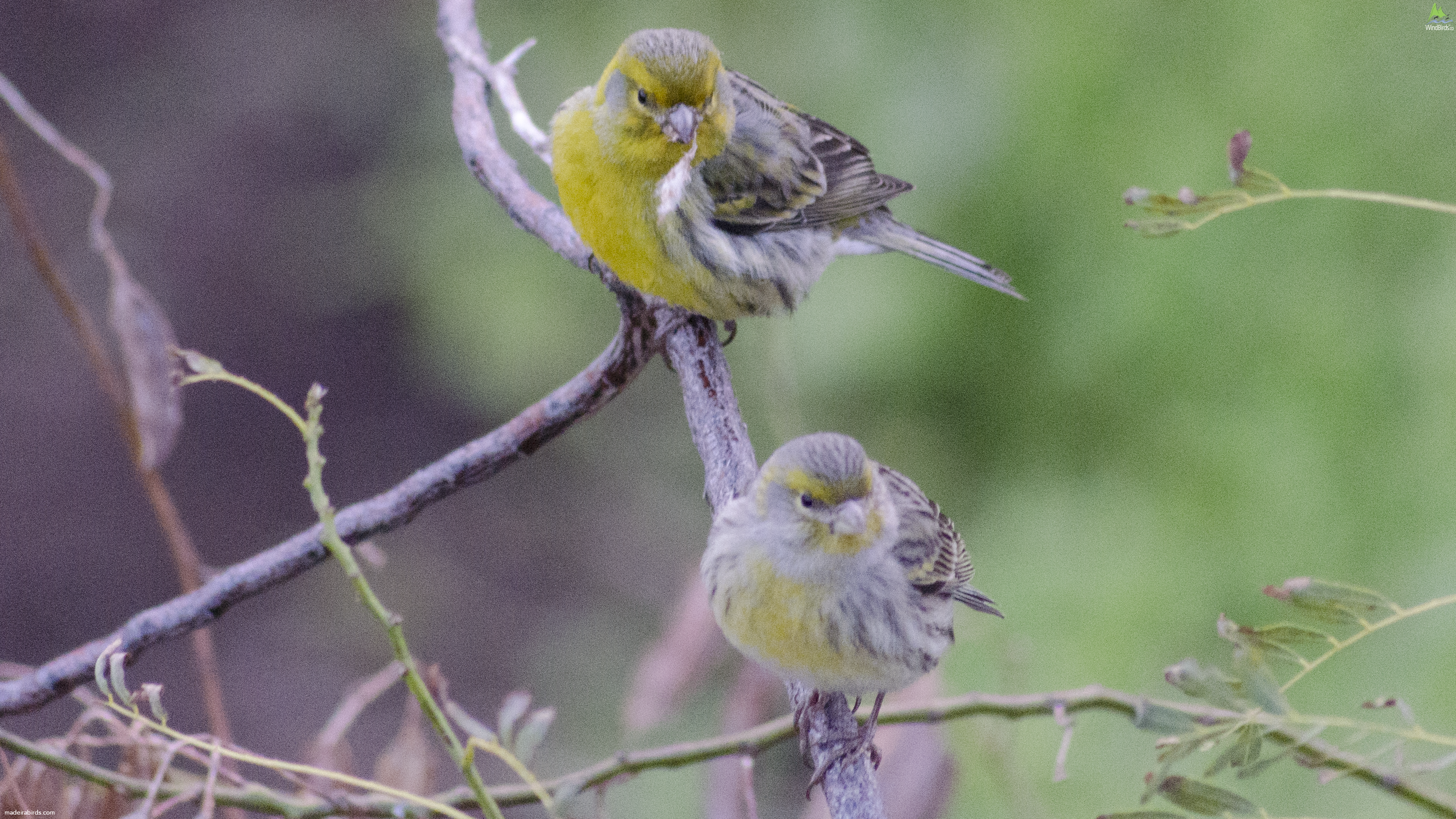 Atlantic Canary Serinus canaria