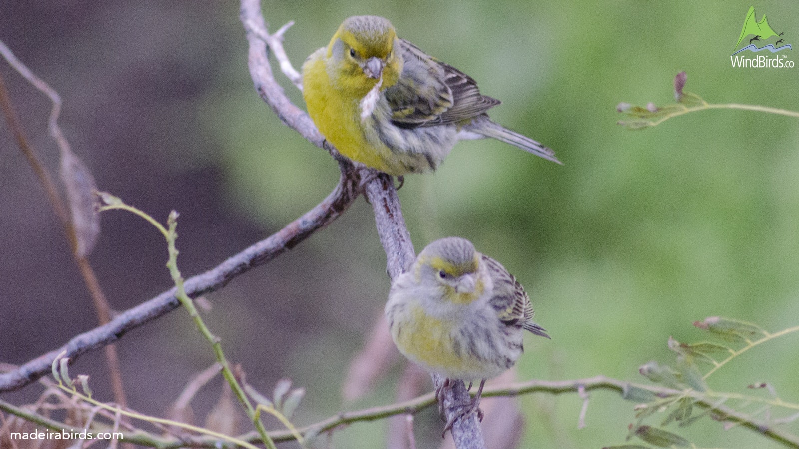 Atlantic Canary Serinus canaria