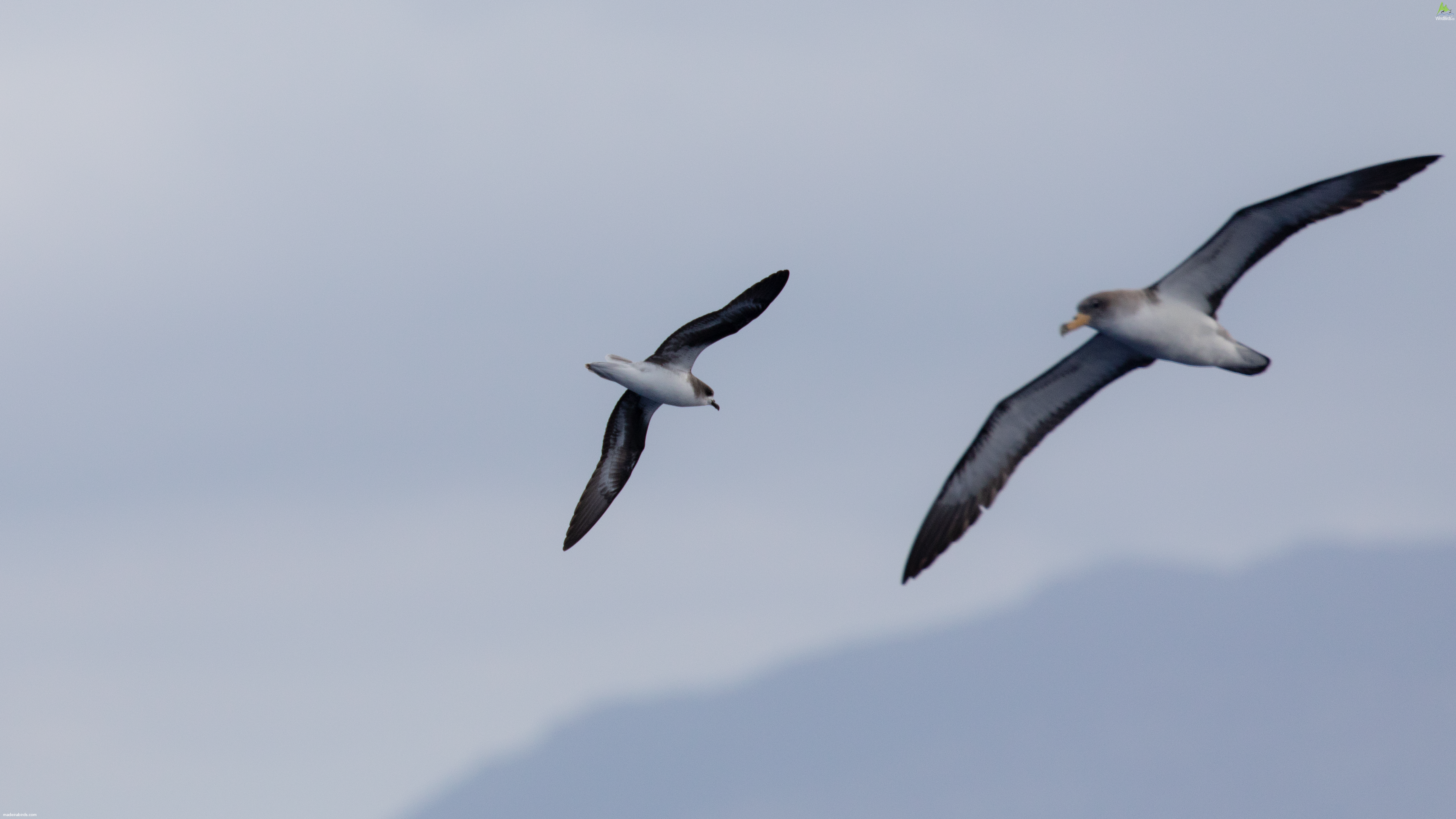 Zino's Petrel and Cory's Shearwater