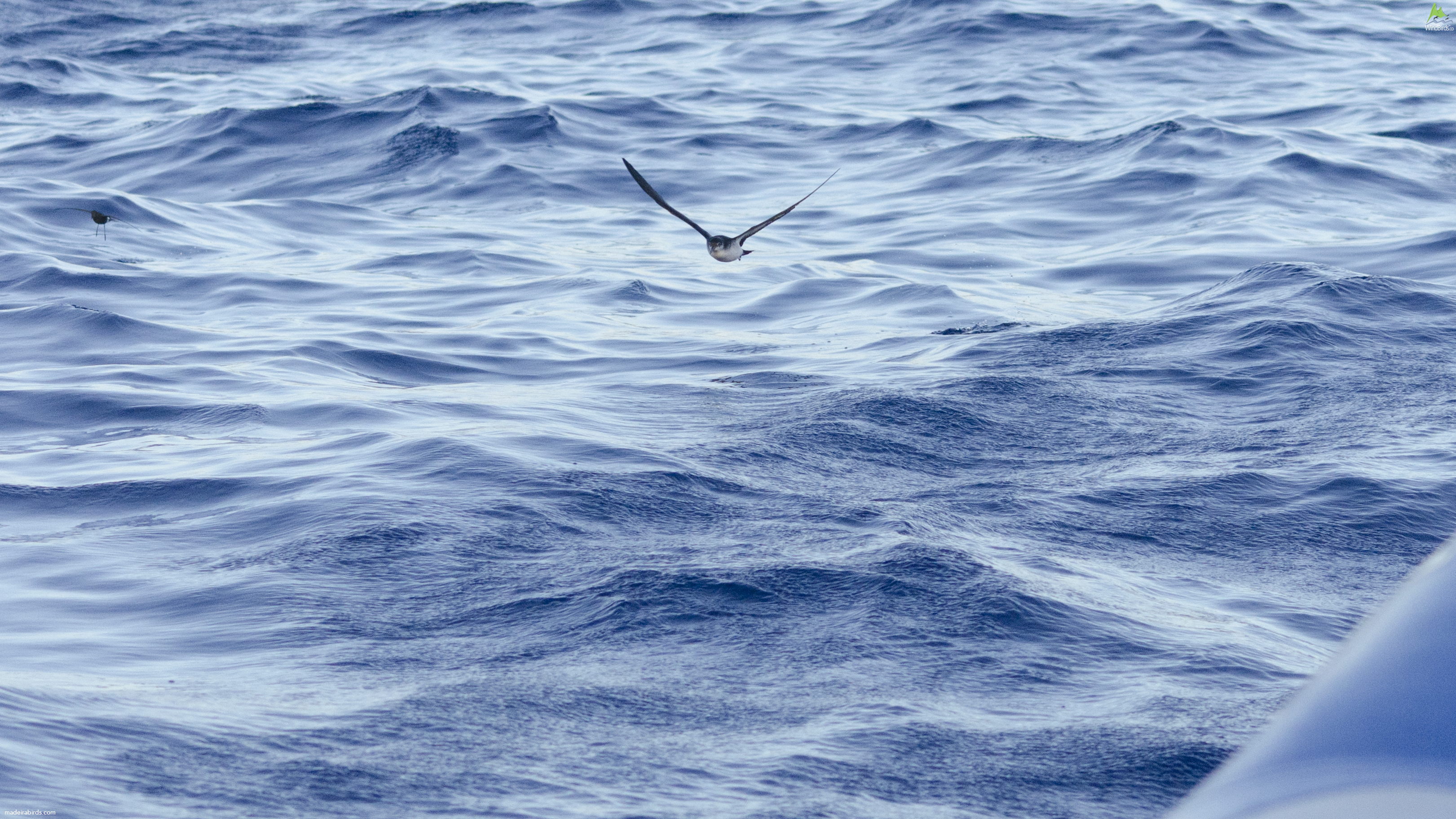 Manx shearwater Puffinus puffinus puffinus and Wilson's Storm-petrel Oceanites oceanicus