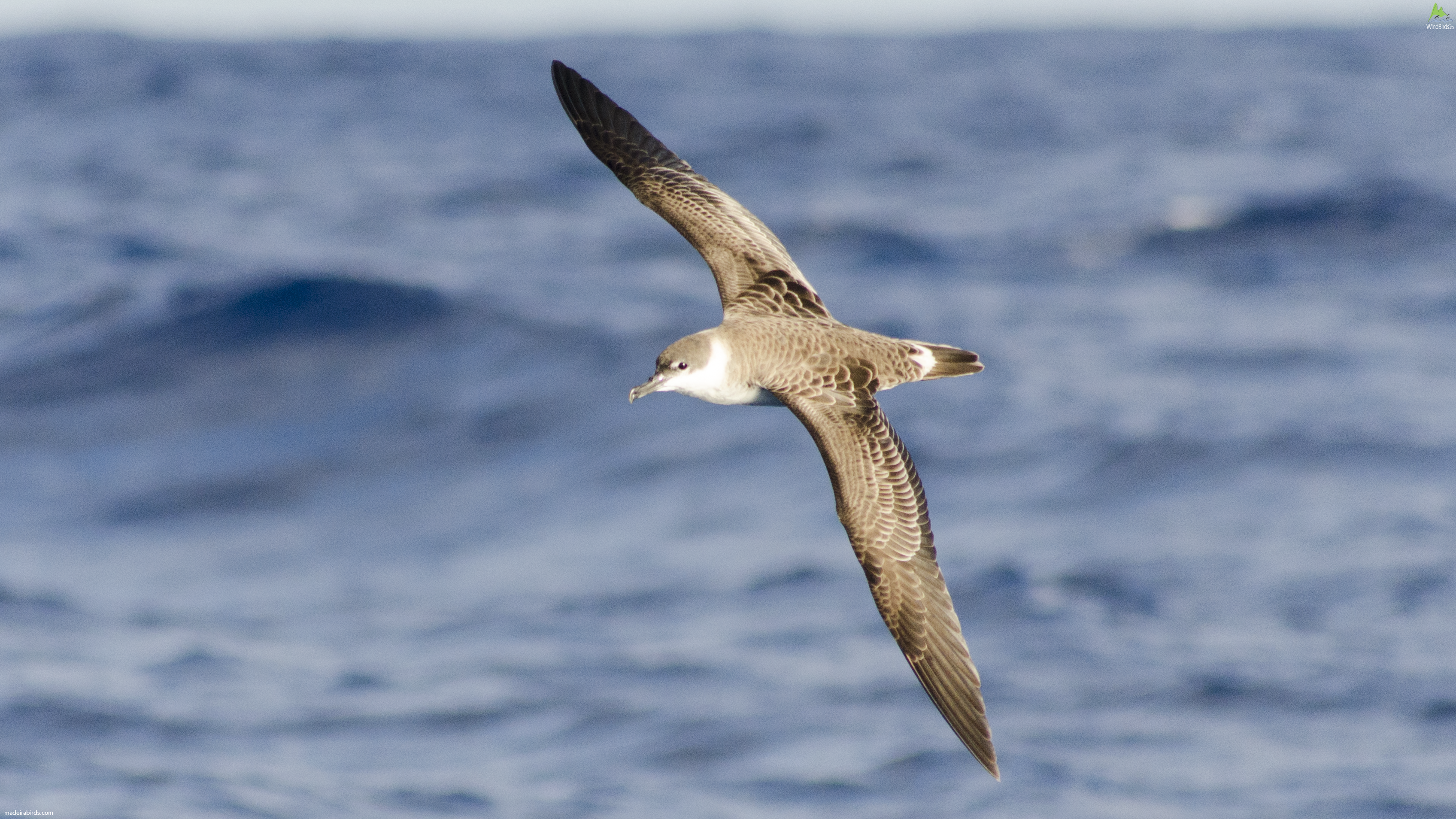 Great Shearwater Puffinus gravis