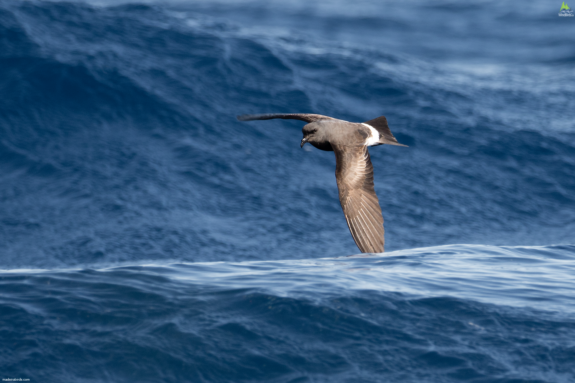 Madeiran Storm Petrel Oceanodroma castro