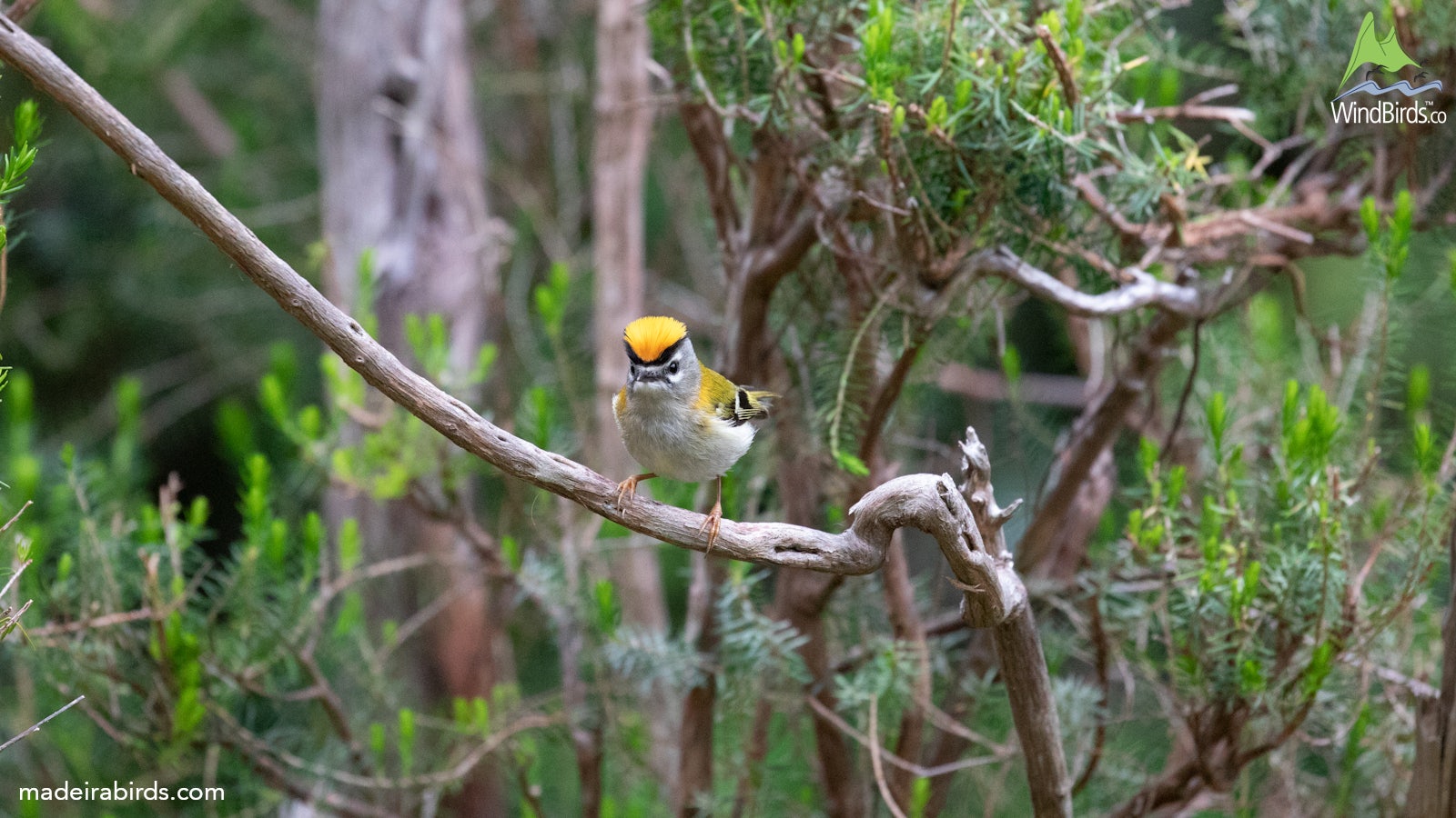 Madeira Firecrest Regulus madeirensis