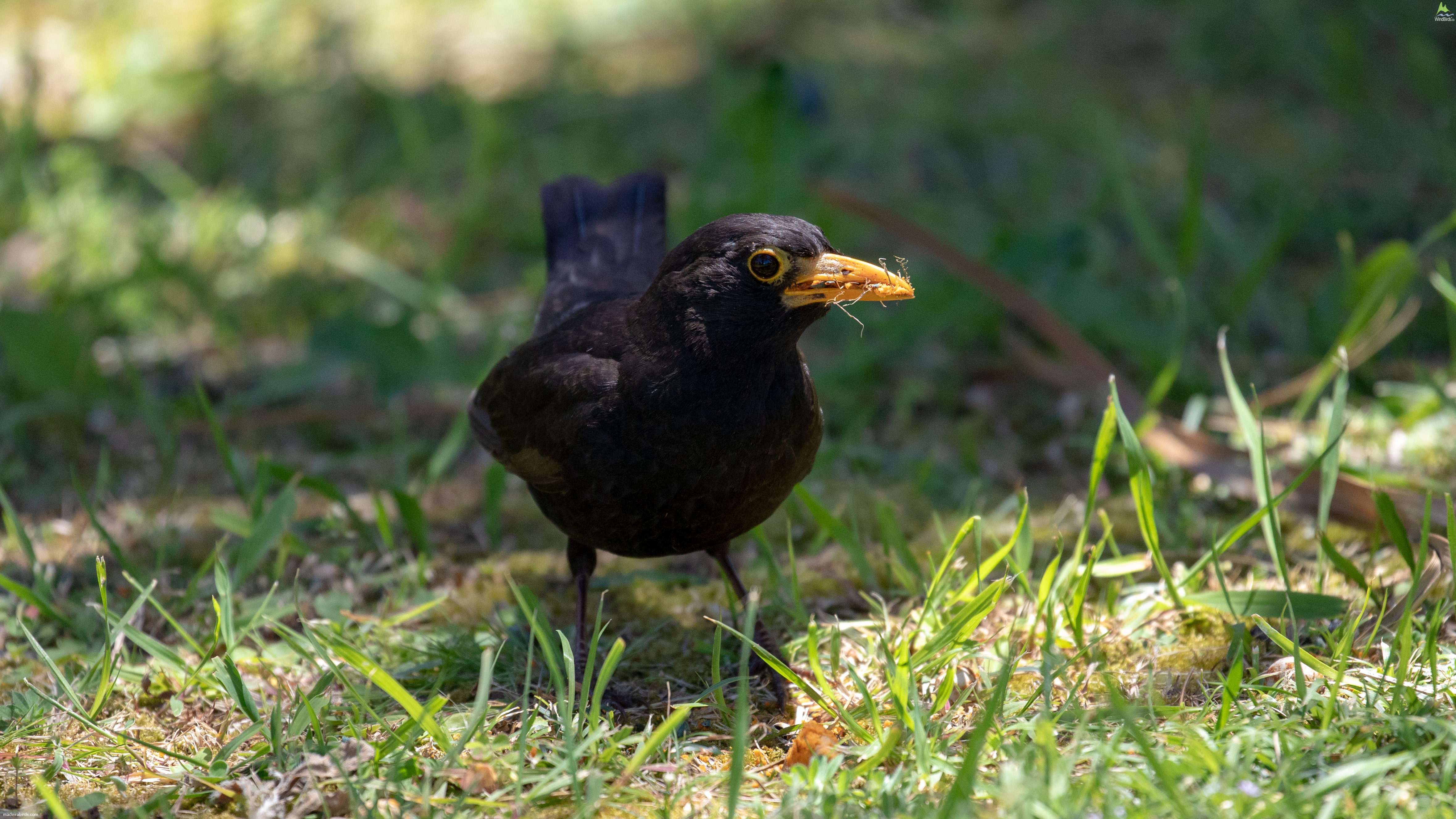 Common Blackbird Turdus merula cabrerae