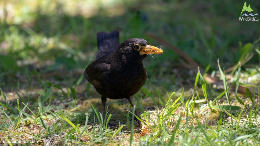 Common Blackbird Turdus merula cabrerae