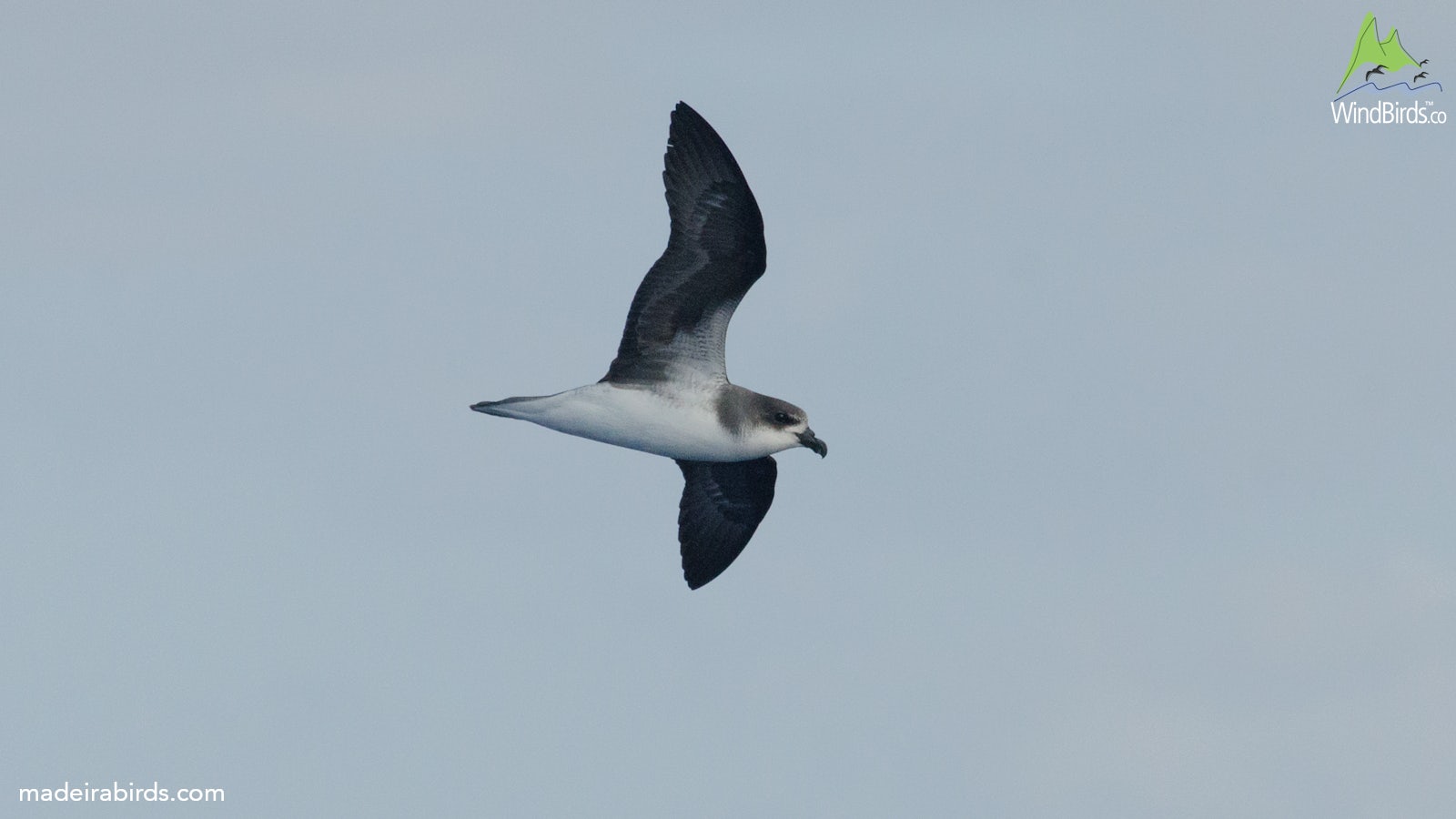 Fea's Petrel Pterodroma feae/deserta