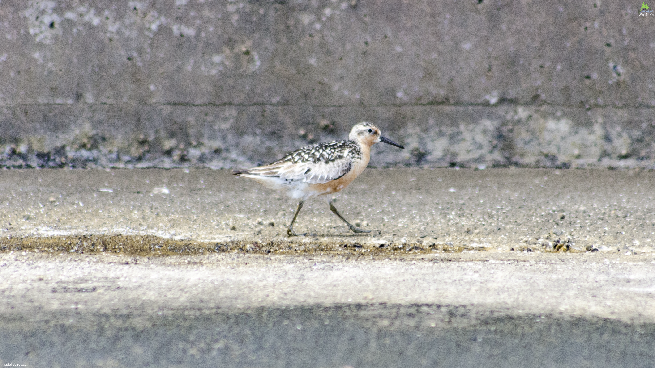 Red Knot Calidris canutus