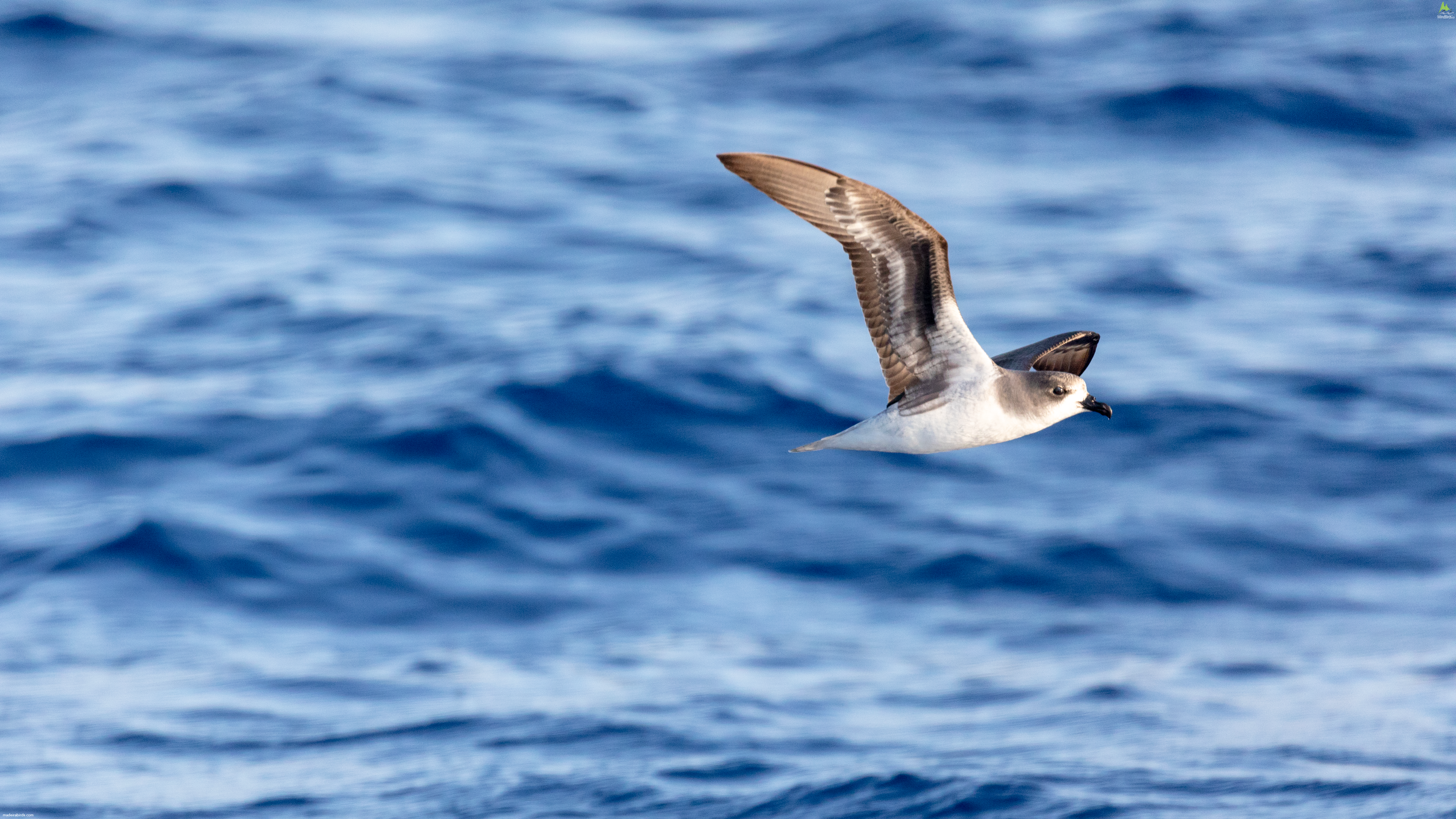 Zino's Petrel Pterodroma madeira