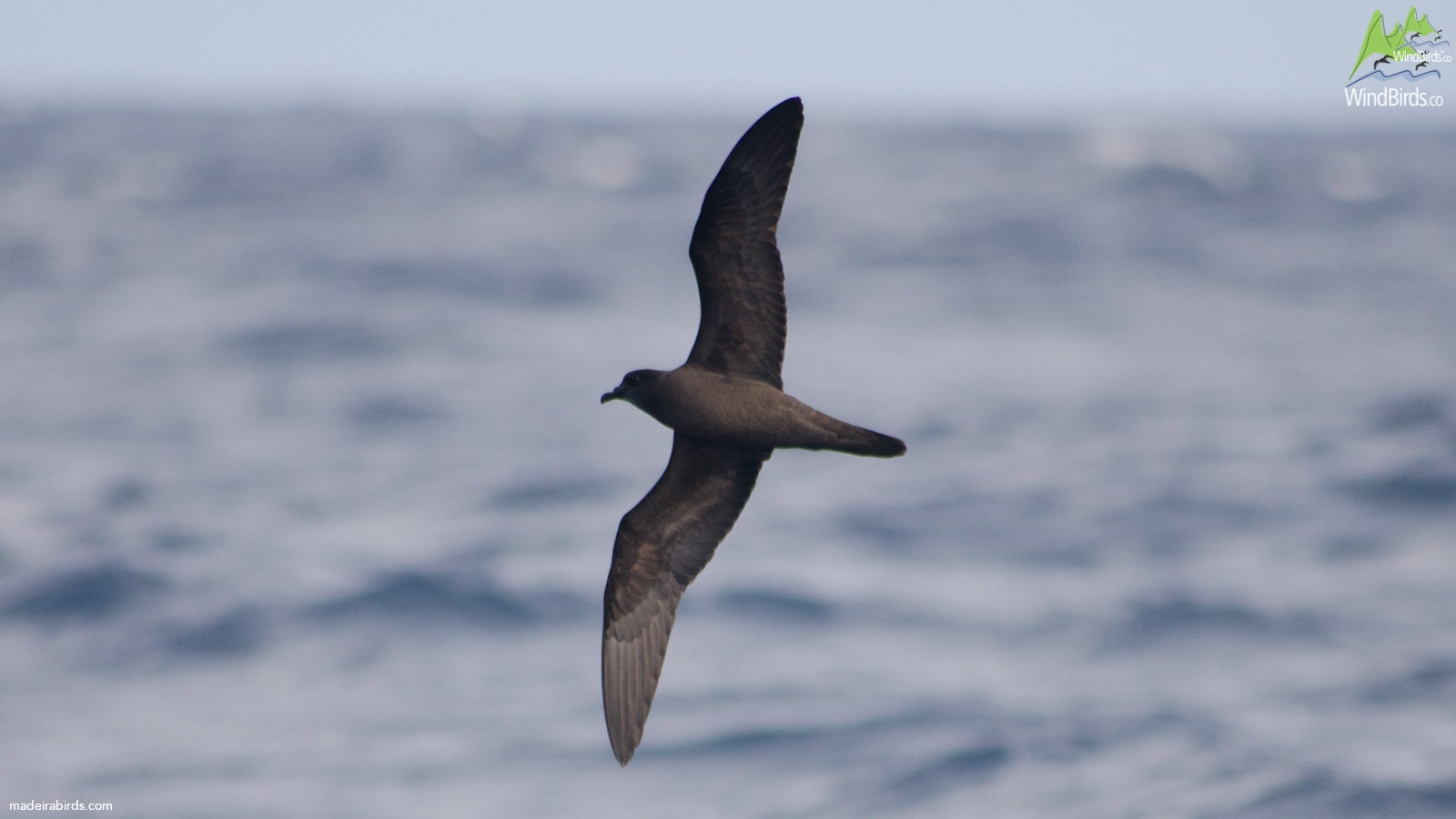 Bulwer's Petrel Bulweria bulwerii