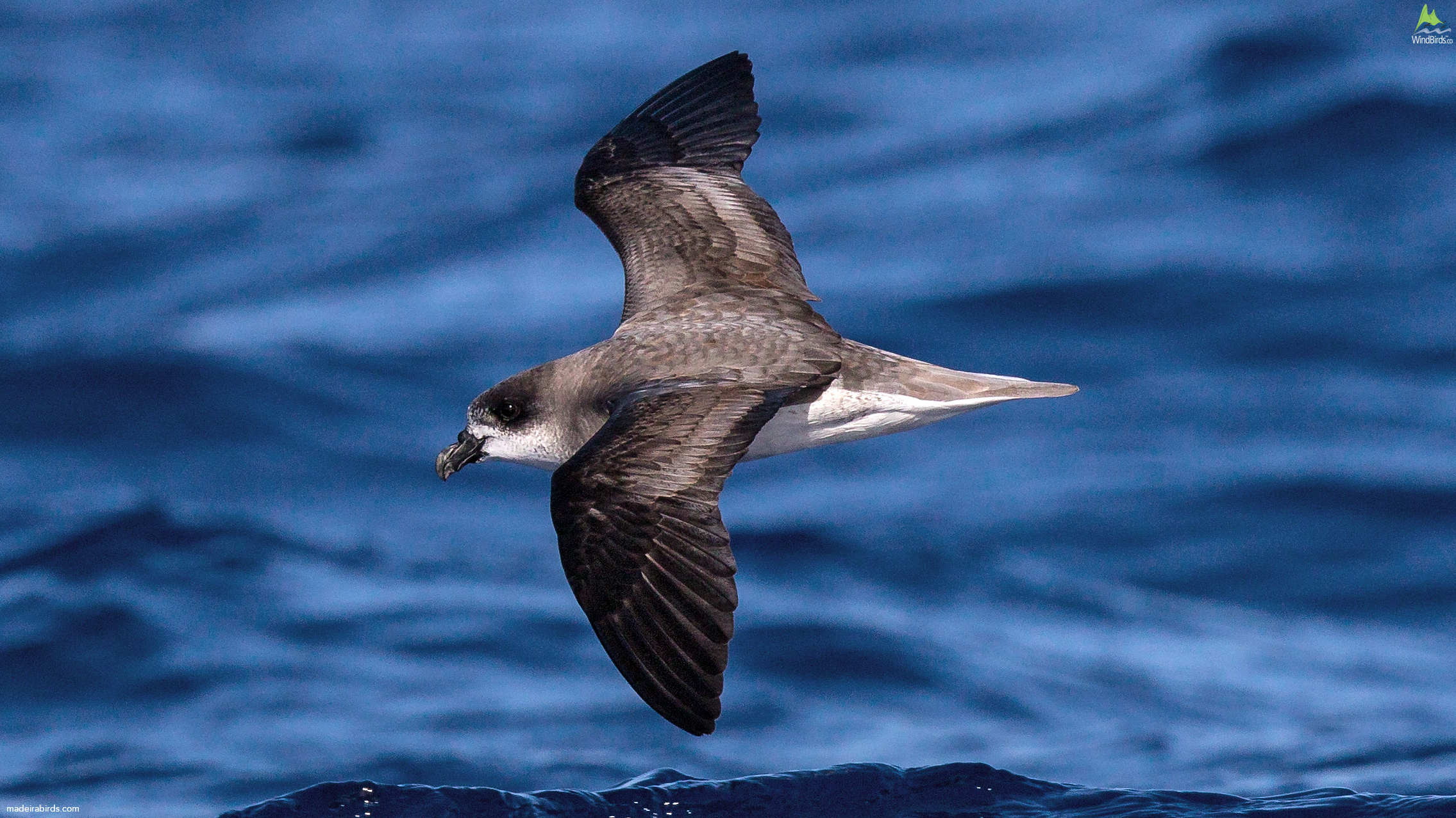 Fea's Petrel Pterodroma feae/deserta