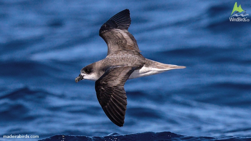 Fea's Petrel Pterodroma feae/deserta