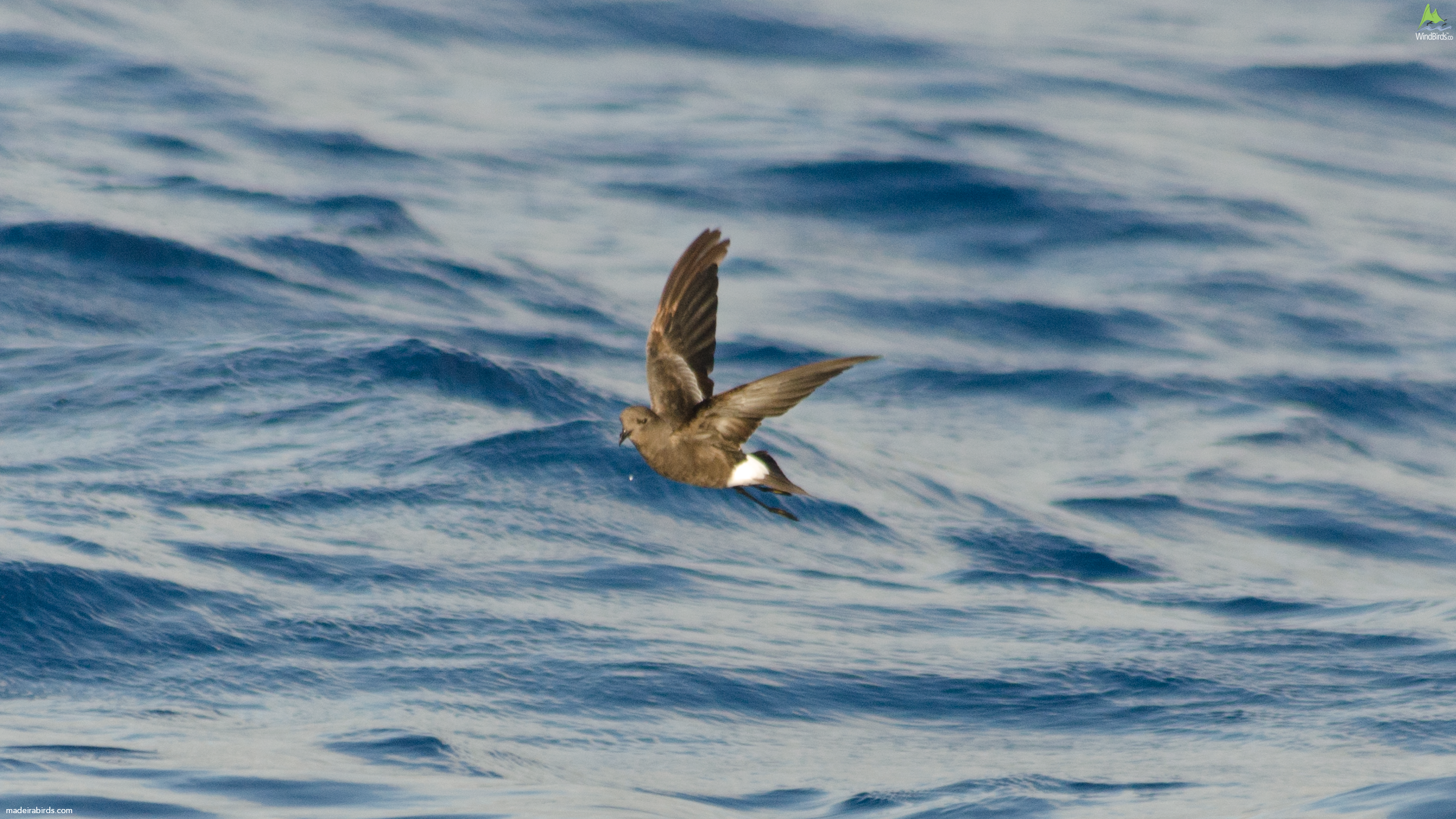 Wilson's Storm Petrel Oceanites oceanicus
