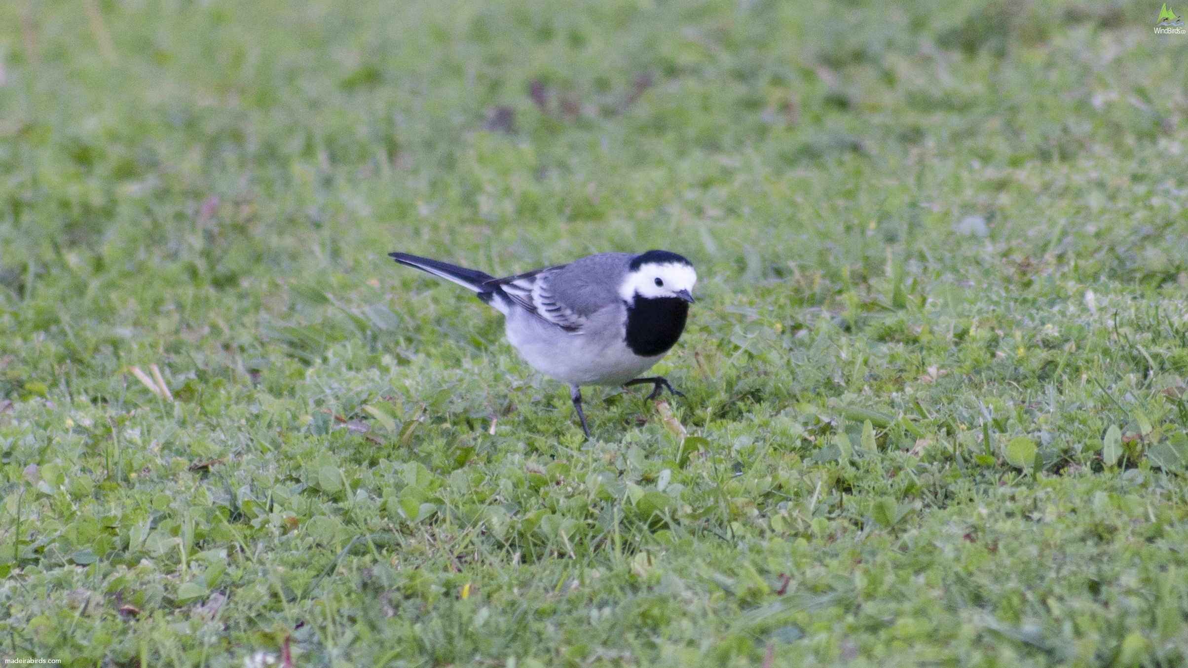 White Wagtail Motacilla alba alba