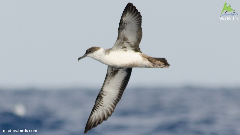 Great Shearwater Puffinus gravis