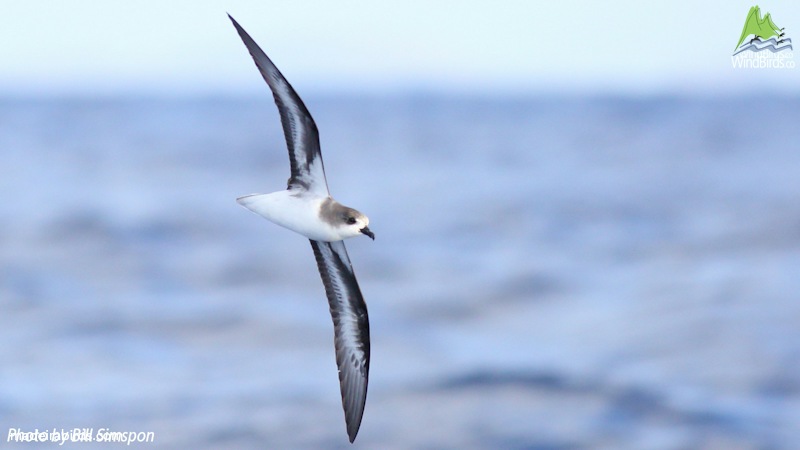 Zino's Petrel Pterodroma madeira