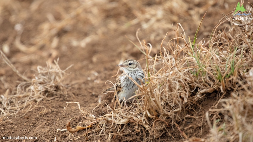 Berthelot’s Pipit Anthus berthelotii