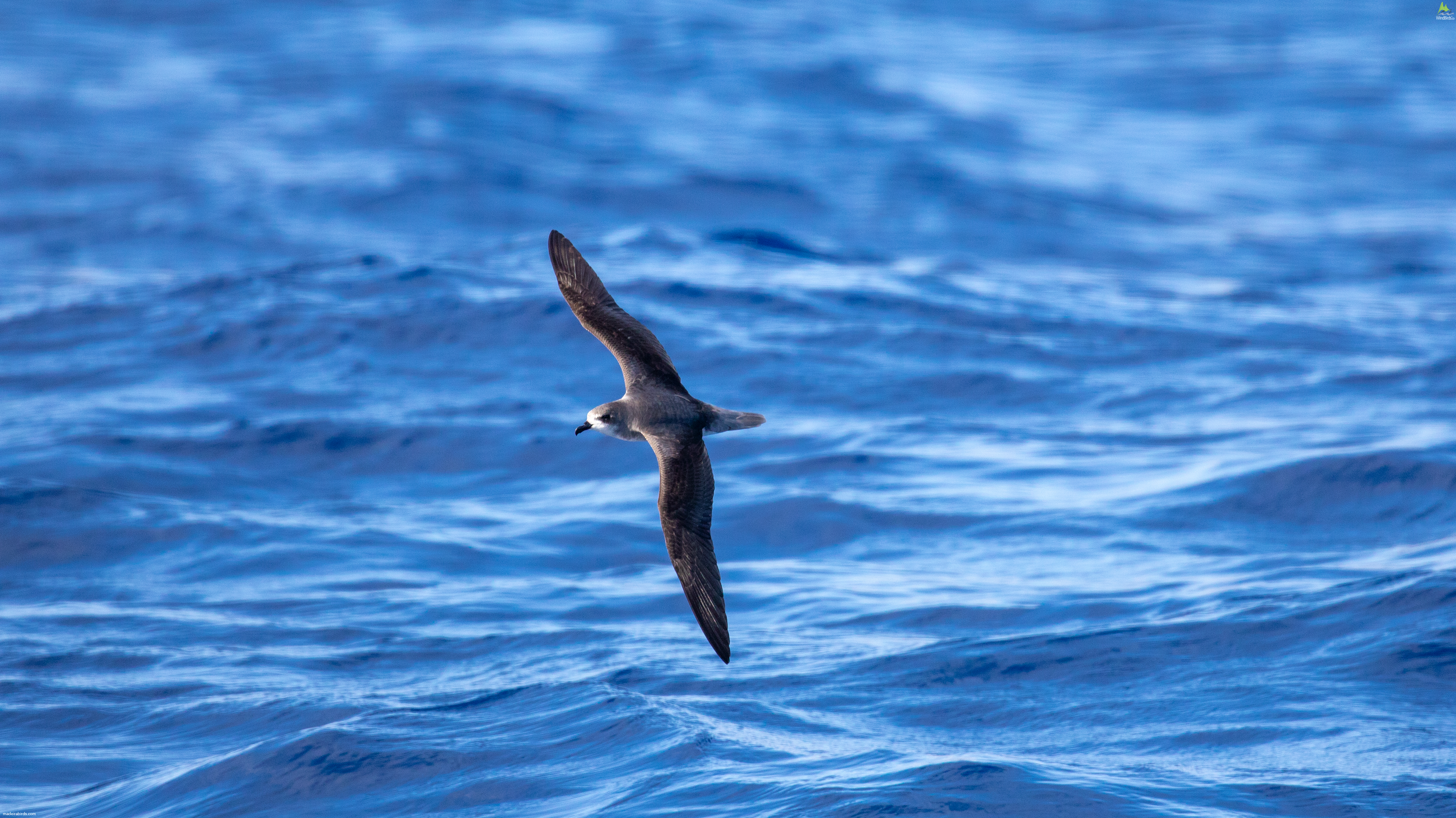 Zino's Petrel Pterodroma madeira