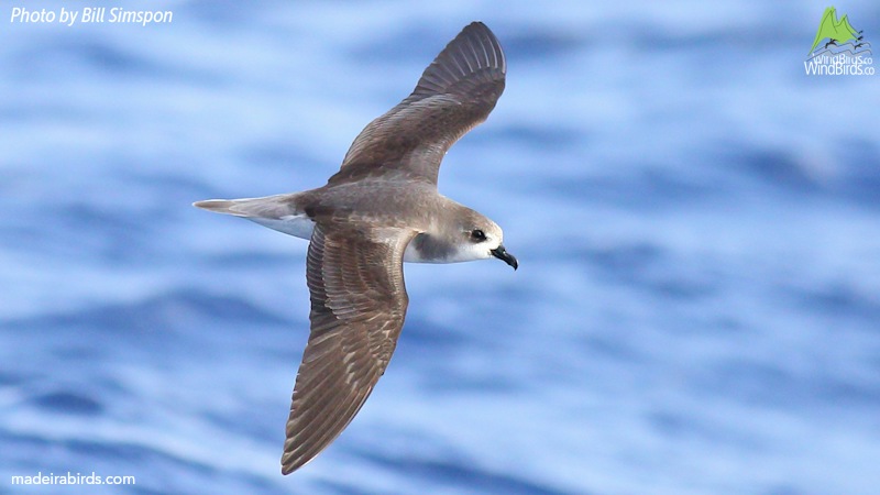 Zino's Petrel Pterodroma madeira