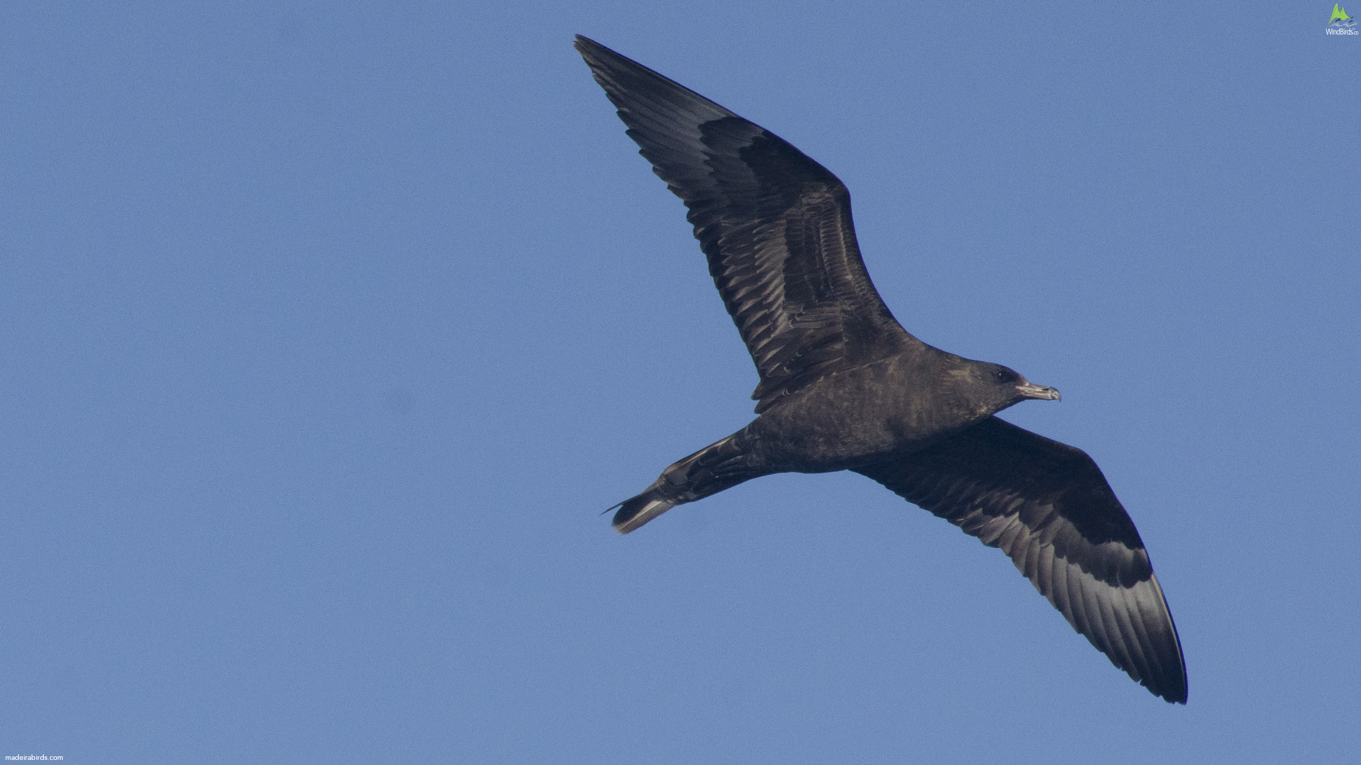 Pomarine Skua Stercorarius pomarinus
