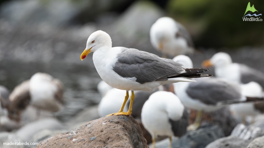 Yellow-legged Gull Larus michahellis