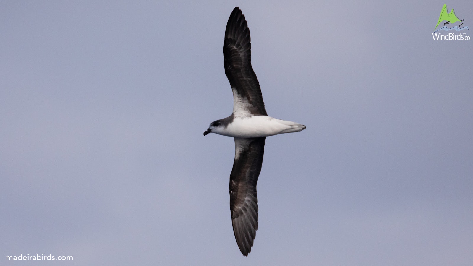 Fea's Petrel Pterodroma feae/deserta